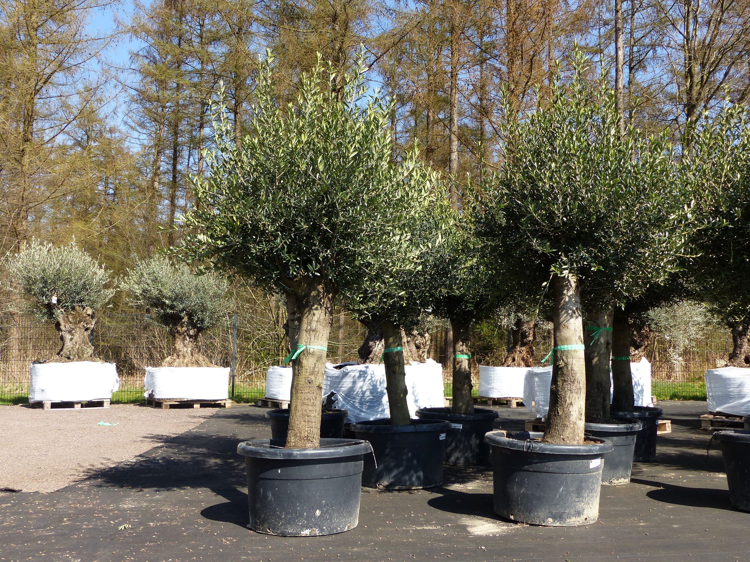 gruenwaren jakubik Olivenbaum 2x Olivenbaum Olive "60 Jahre" 200 - 240 cm, Stammumfang 40 - 50 cm