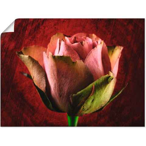 Artland Poster Rosa Rose, Blumen (1 St), als Leinwandbild, Wandaufkleber oder Poster in versch. Größen