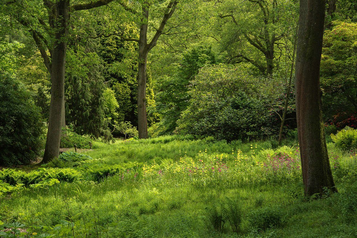 Fototapete Wald