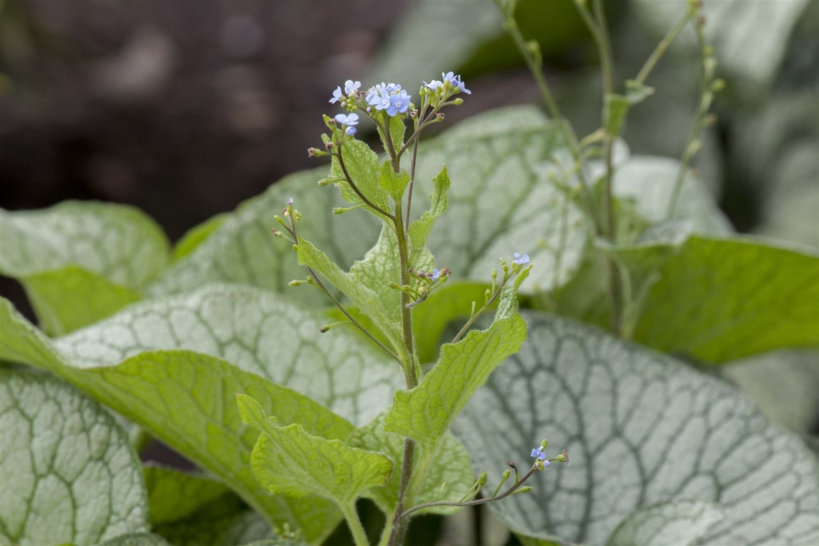 Pflanzen für Dich Staude Brunnera macrophylla, 1 St., Kaukasus-Vergissmeinnicht, Großblättriges Kaukasusvergissmeinnicht