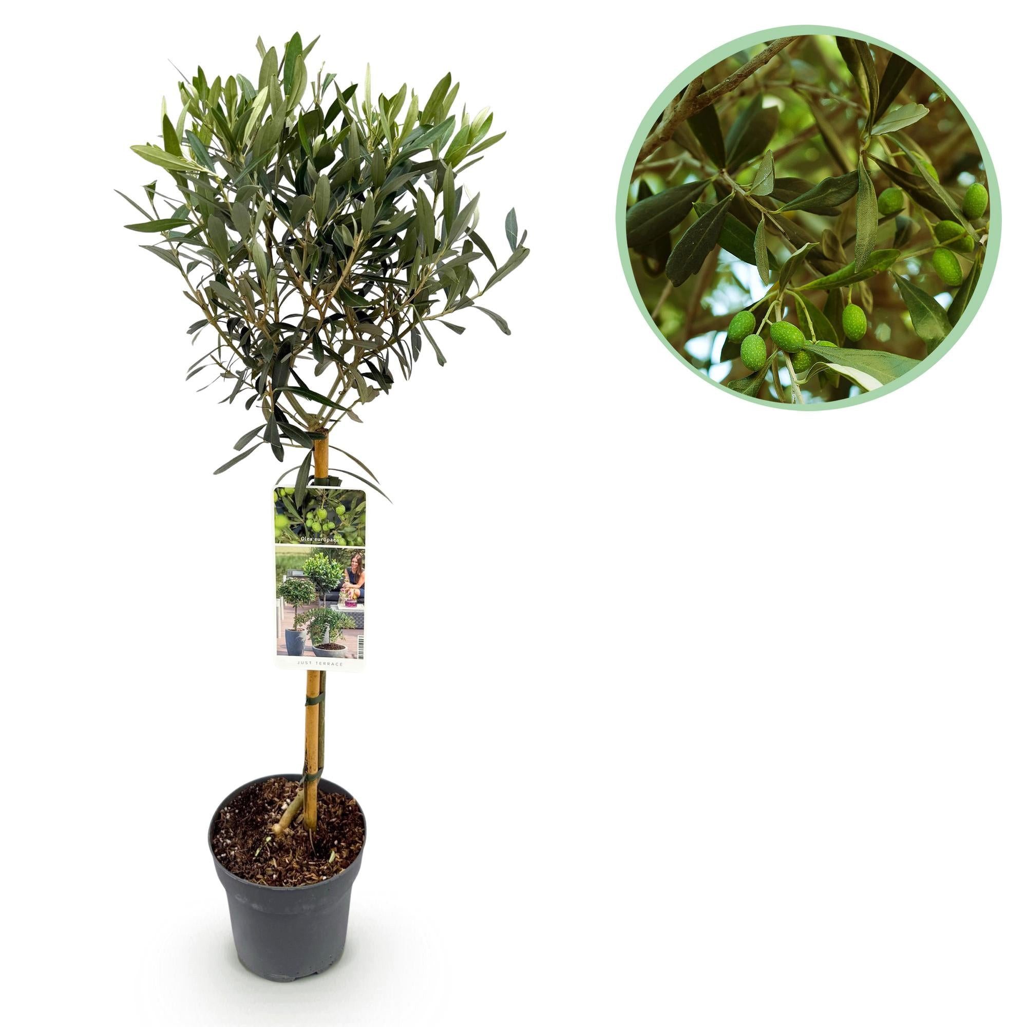 Florora Olivenbaum Olea Europaea - Olivenbaum - 90 cm – Topf 19 cm