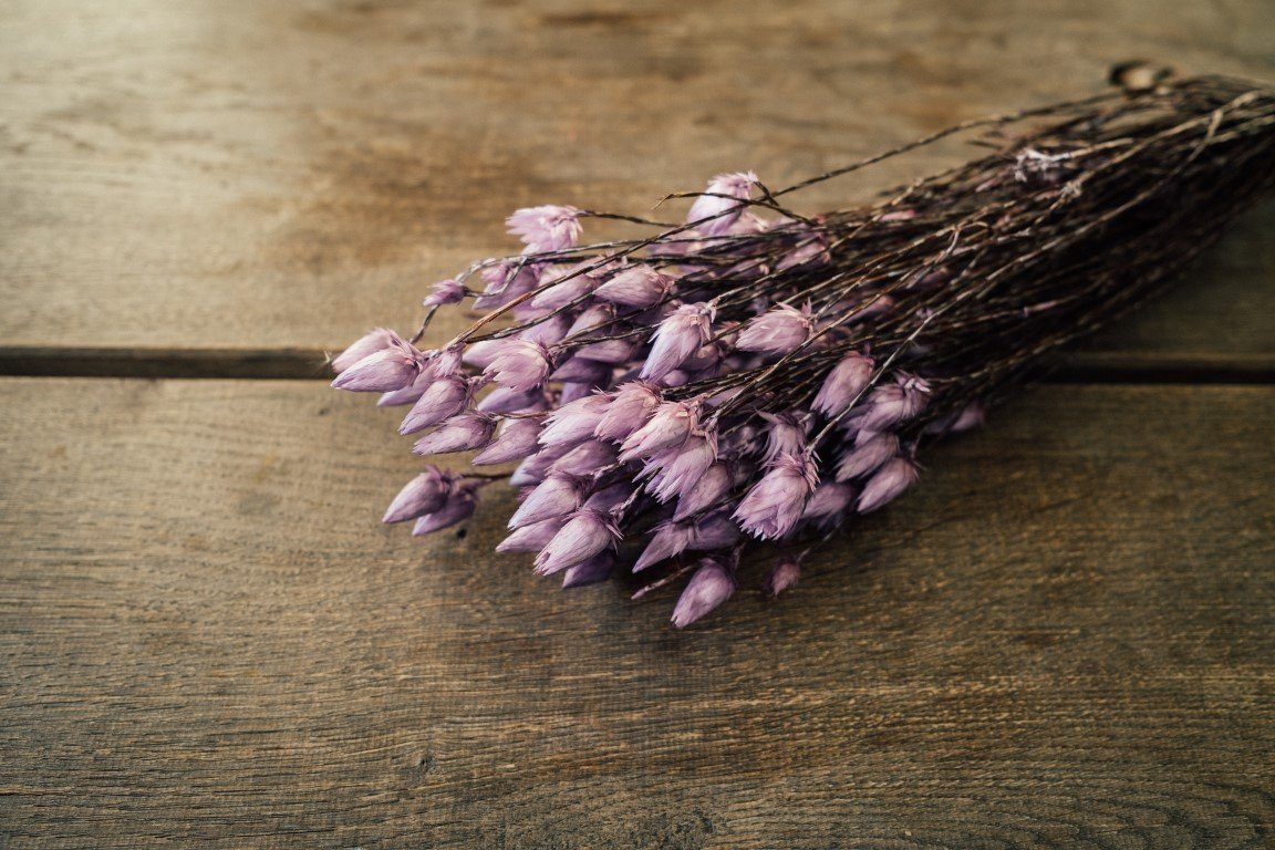Trockenblume Kaap Flower Lila im Bund, günstig online kaufen