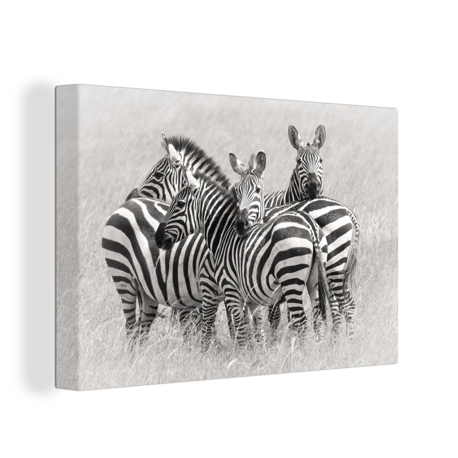 OneMillionCanvasses® Leinwandbild Gruppe von Zebras, (1 St), Wandbild Leinwandbilder, Aufhängefertig, Wanddeko, 30x20 cm