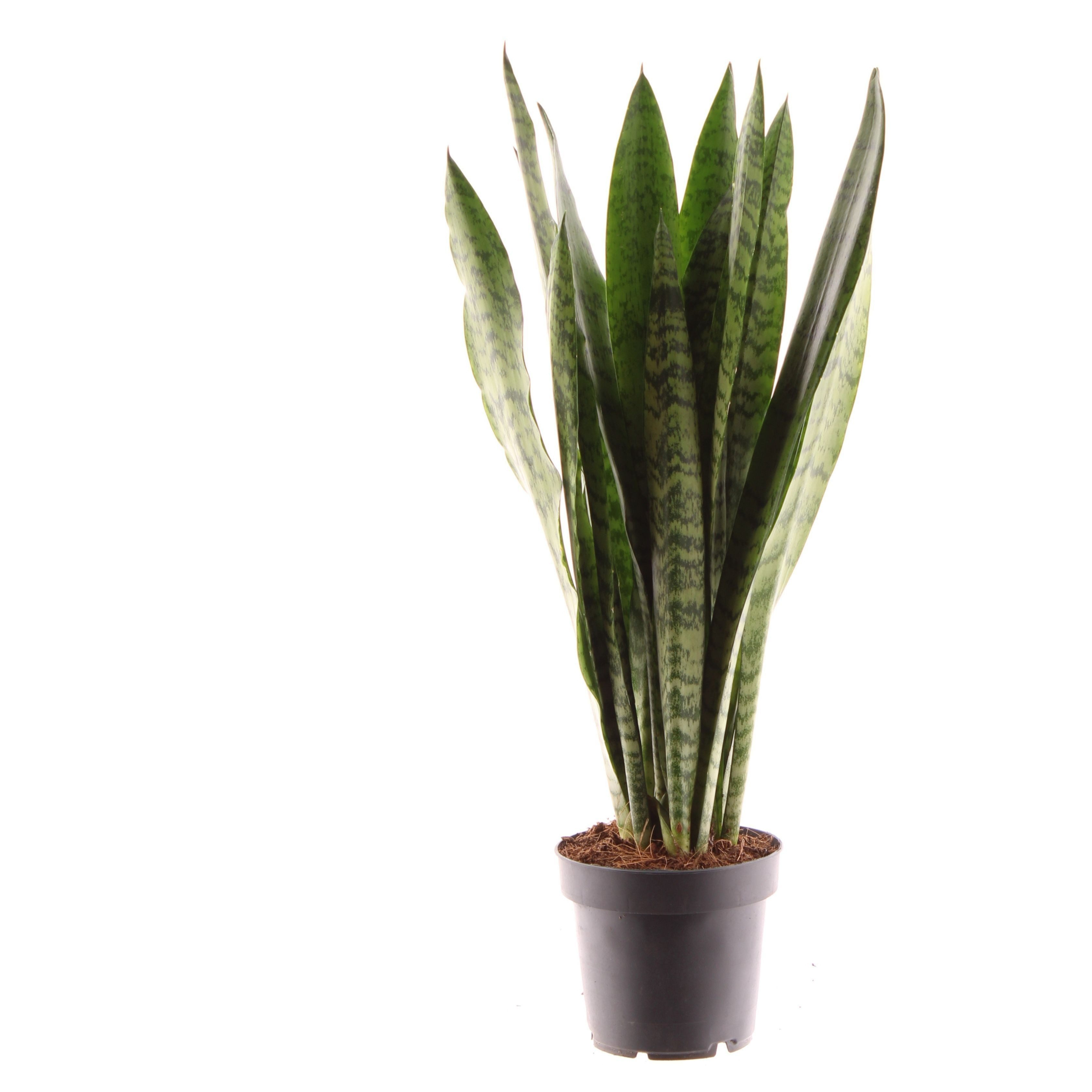 meinvipshop Zimmerpflanze Sansevieria zeylanica 45cm Zimmerpflanze