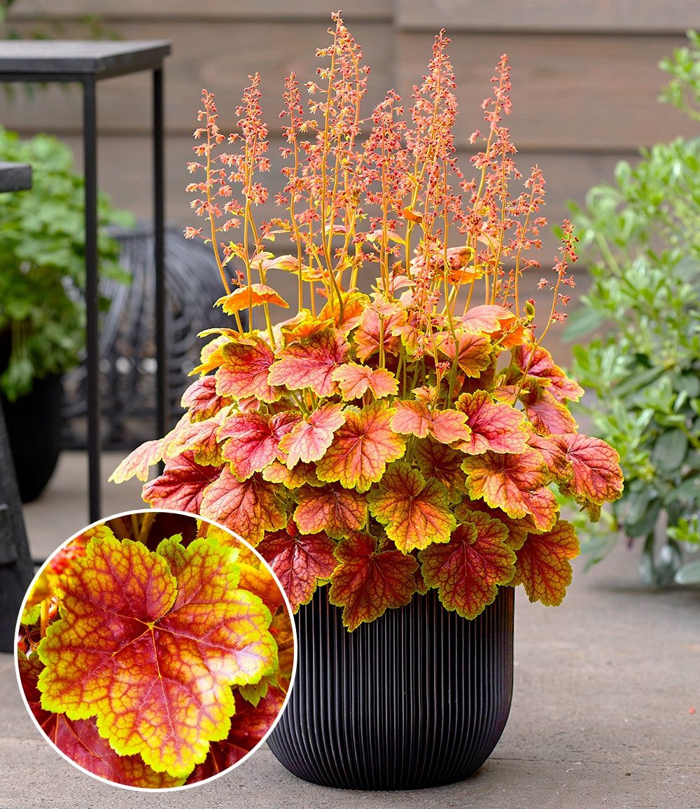 BALDUR Garten Bodendecker Heuchera 'Eternal Flame®', 1 St., Schmetterlingsfreundlich, winterhart, lange Blütezeit