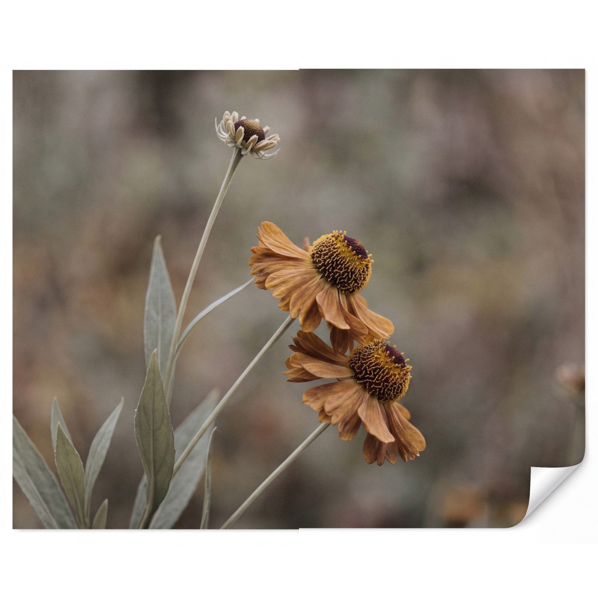 OnlyWow Fototapete Sonnenhut - Trockenblumen - Gelb - Warm, Matt, bedruckt, Wandtapete, Schlafzimmer, Vinyl Tapete 280x220cm