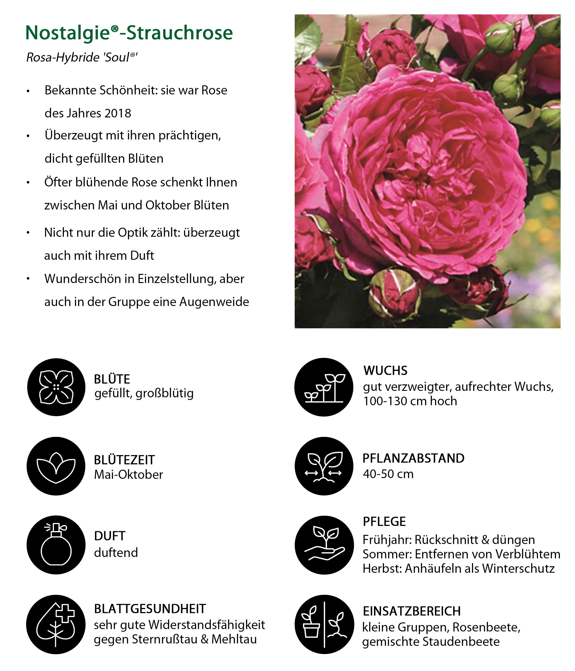 Dehner Rose Nostalgie®-Strauchrose Soul®, pinke Blüten, dicht gefüllt und duftend, Züchter Tantau