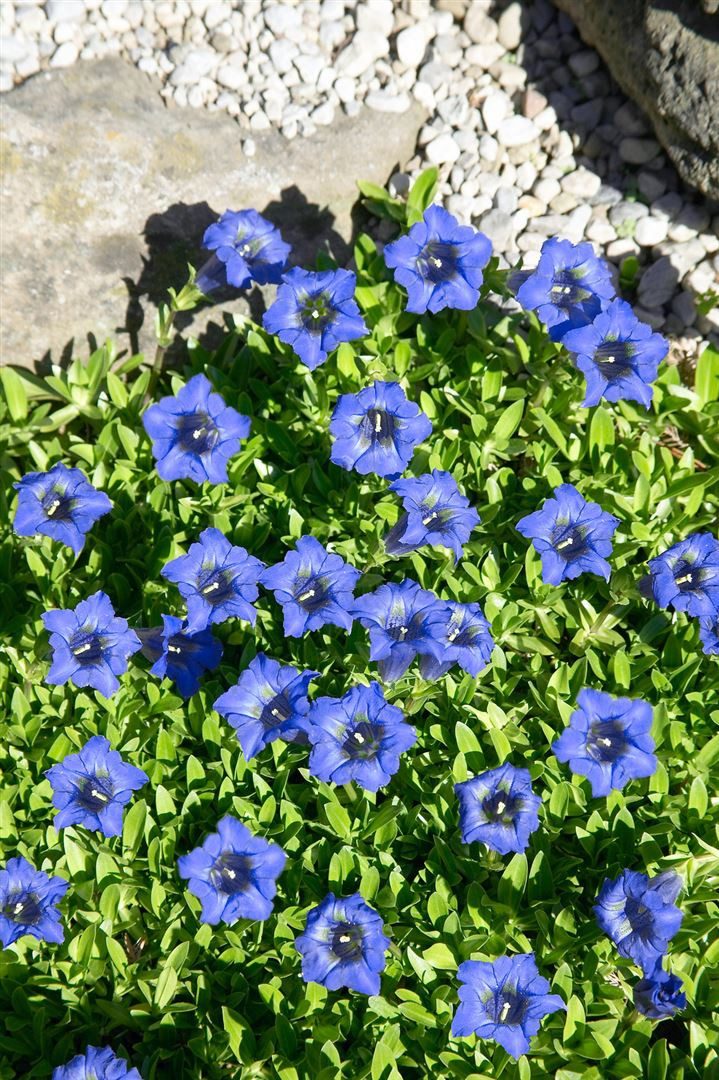 Pflanzen für Dich Staude Gentiana dahurica, 1 St., Dahurischer Enzian