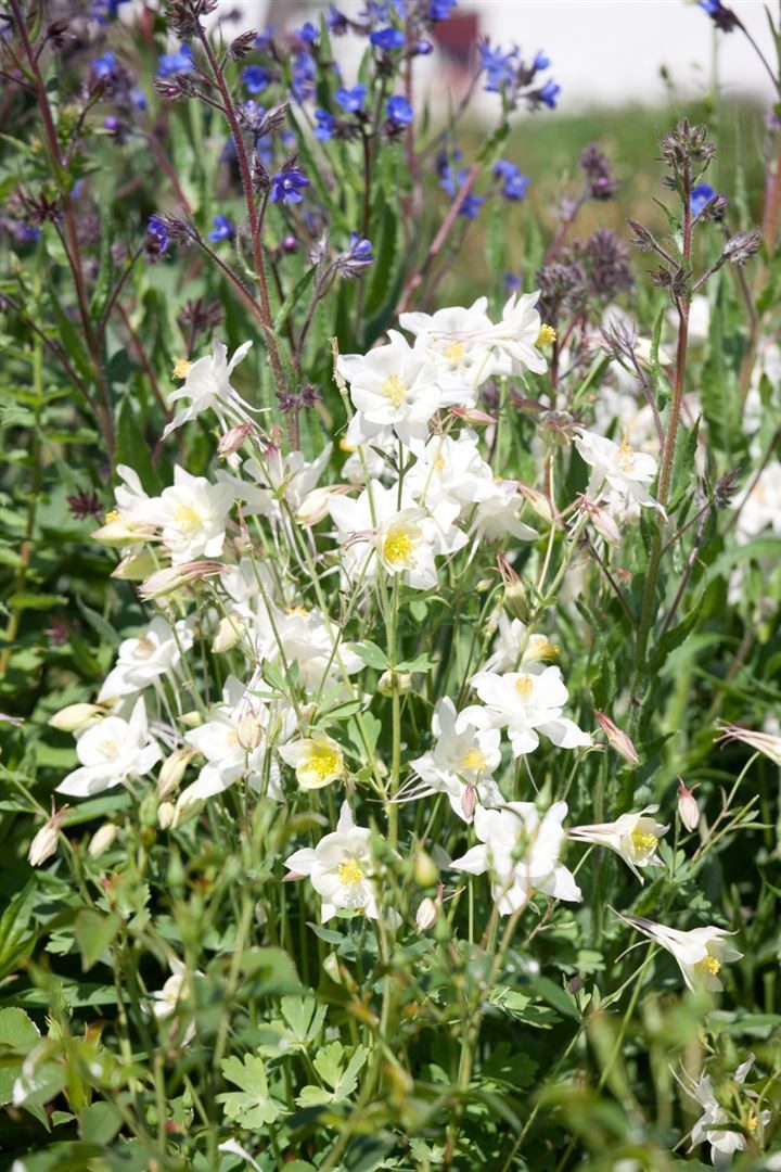 Pflanzen für Dich Staude Aquilegia vul. Winky Weiß-Weiß, 1 St., Gewöhnliche Akelei, Akelei