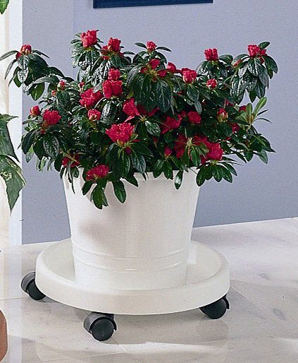 Ruco Blumentopfuntersetzer, Set, 2-tlg., Kunststoff, Ø 34 cm weiß