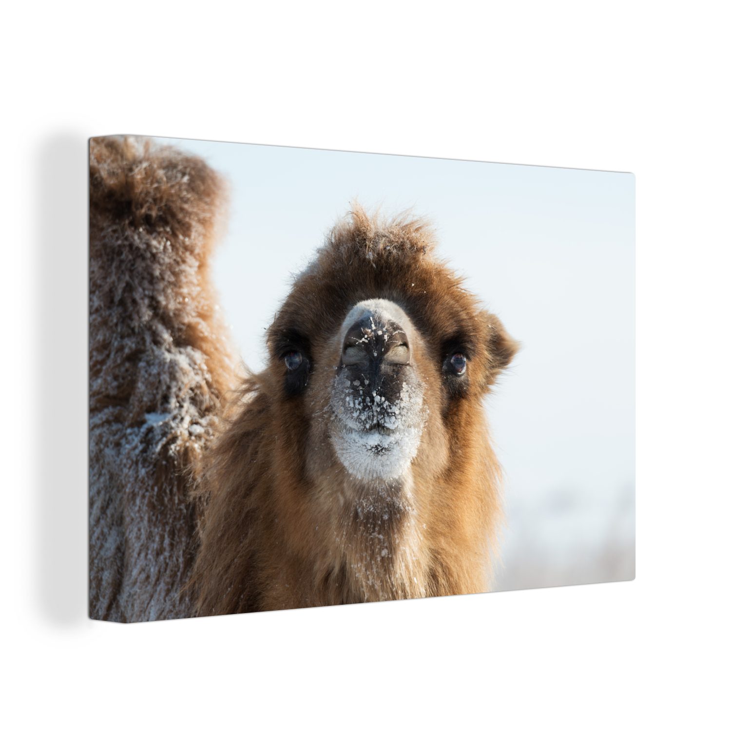 30x20 Aufhängefertig, Schnee Wanddeko, OneMillionCanvasses® Leinwandbilder, Nahaufnahme St), Leinwandbild Kamel (1 cm Mongolei, im Wandbild