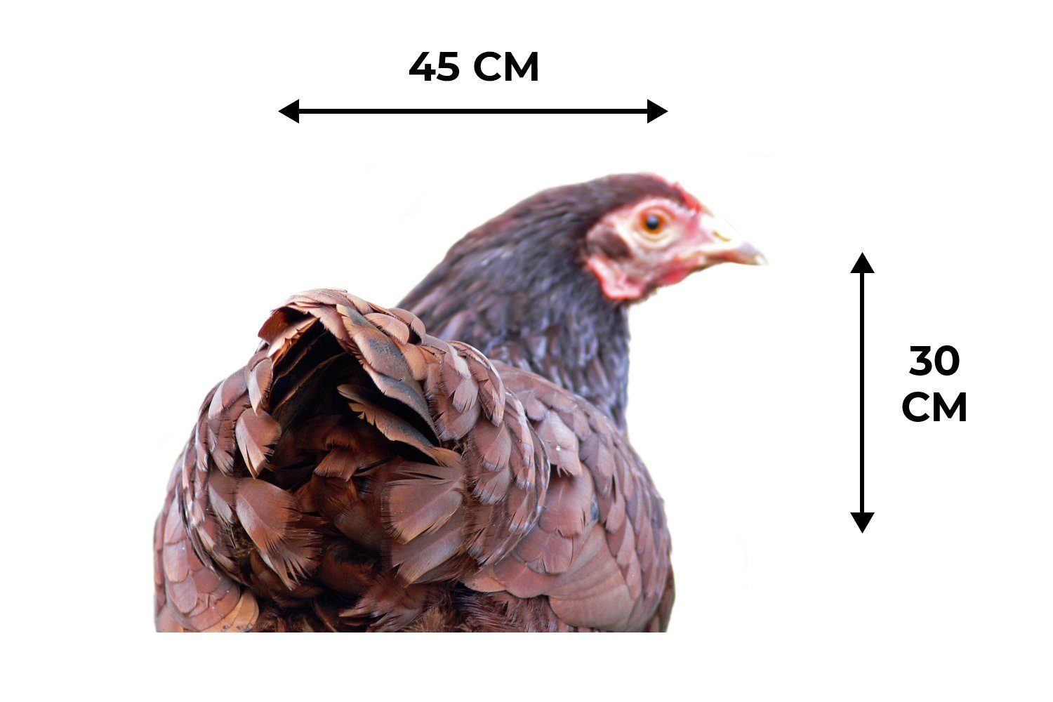 Platzset, Rückansicht eines Huhns, (6-St), Platzdecken, Platzmatte, Platzset, Schmutzabweisend Tischmatten, MuchoWow