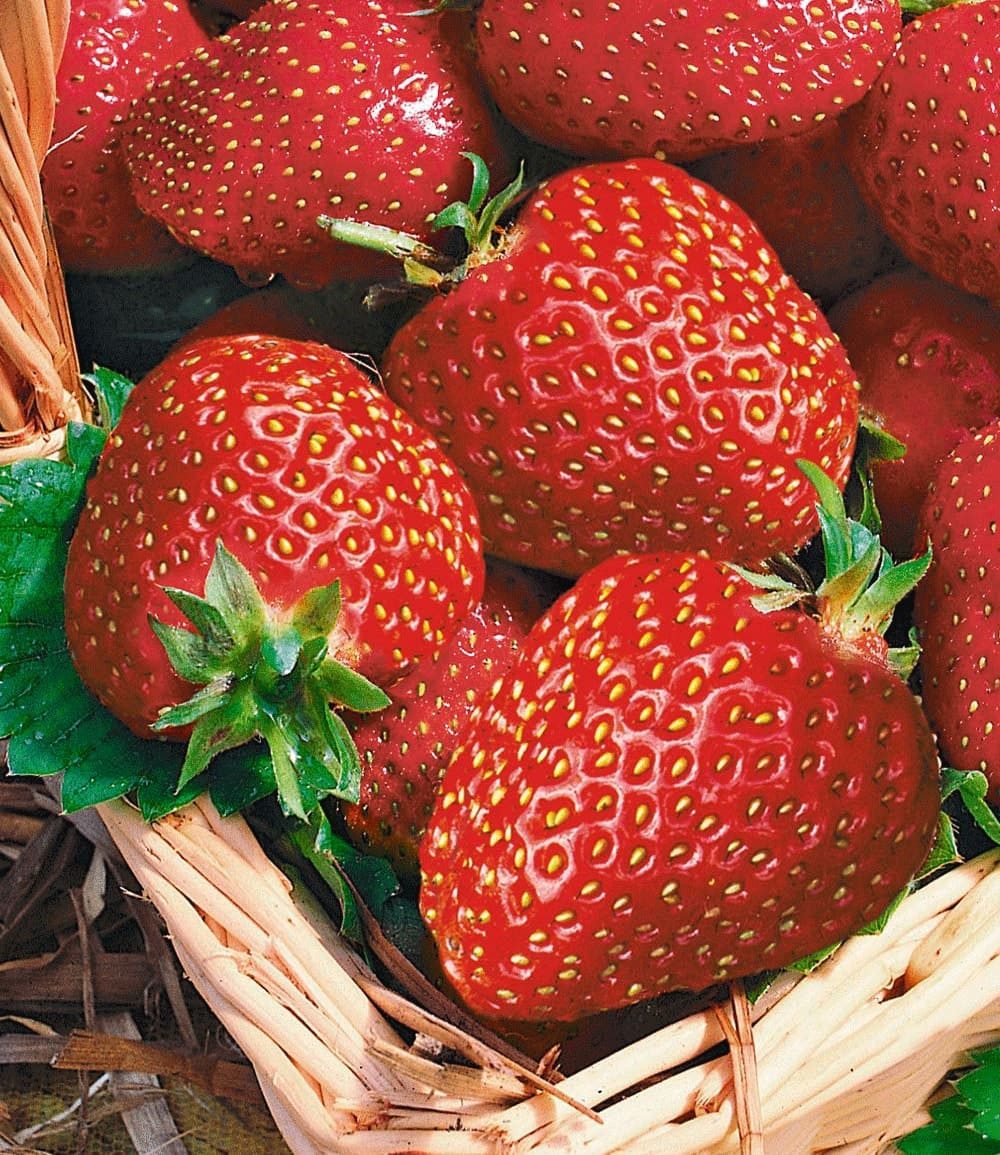 BALDUR Garten Obstpflanze Immertragende Erdbeere 'Seascape®', 20 St., Selbstbefruchtend,winterhart, mehrjährig, pflegeleicht – Bild 2 von 2
