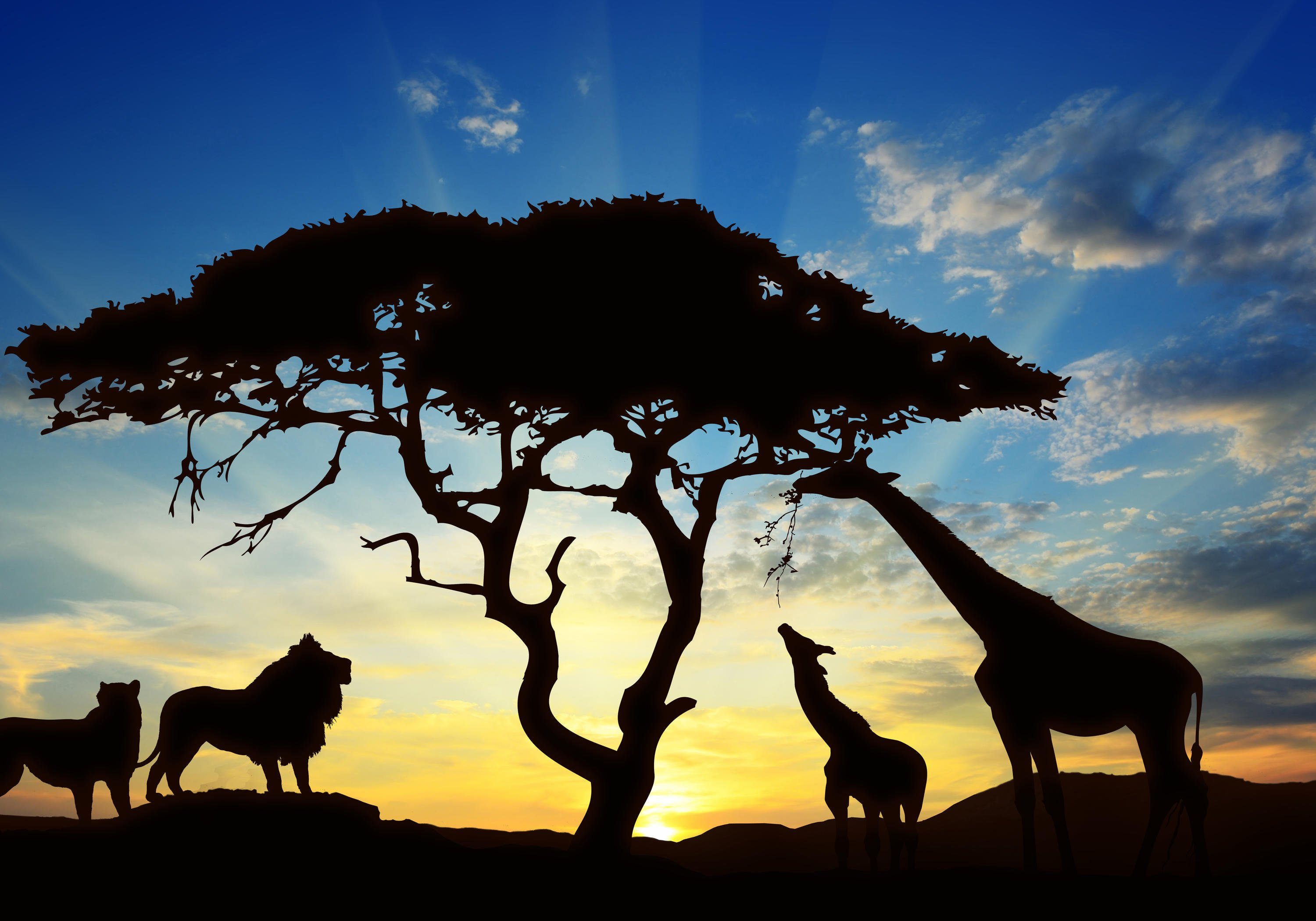 wandmotiv24 Fototapete Sonne Sonnenuntergang Afrika, glatt, Wandtapete, Motivtapete, matt, Vliestapete