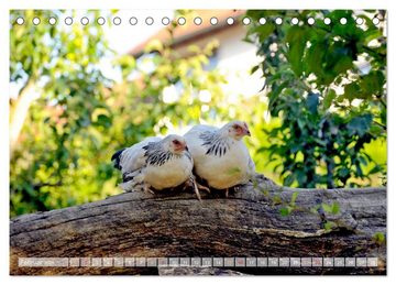 CALVENDO Wandkalender Stadthühner (Tischkalender 2025 DIN A5 quer), CALVENDO Monatskalender