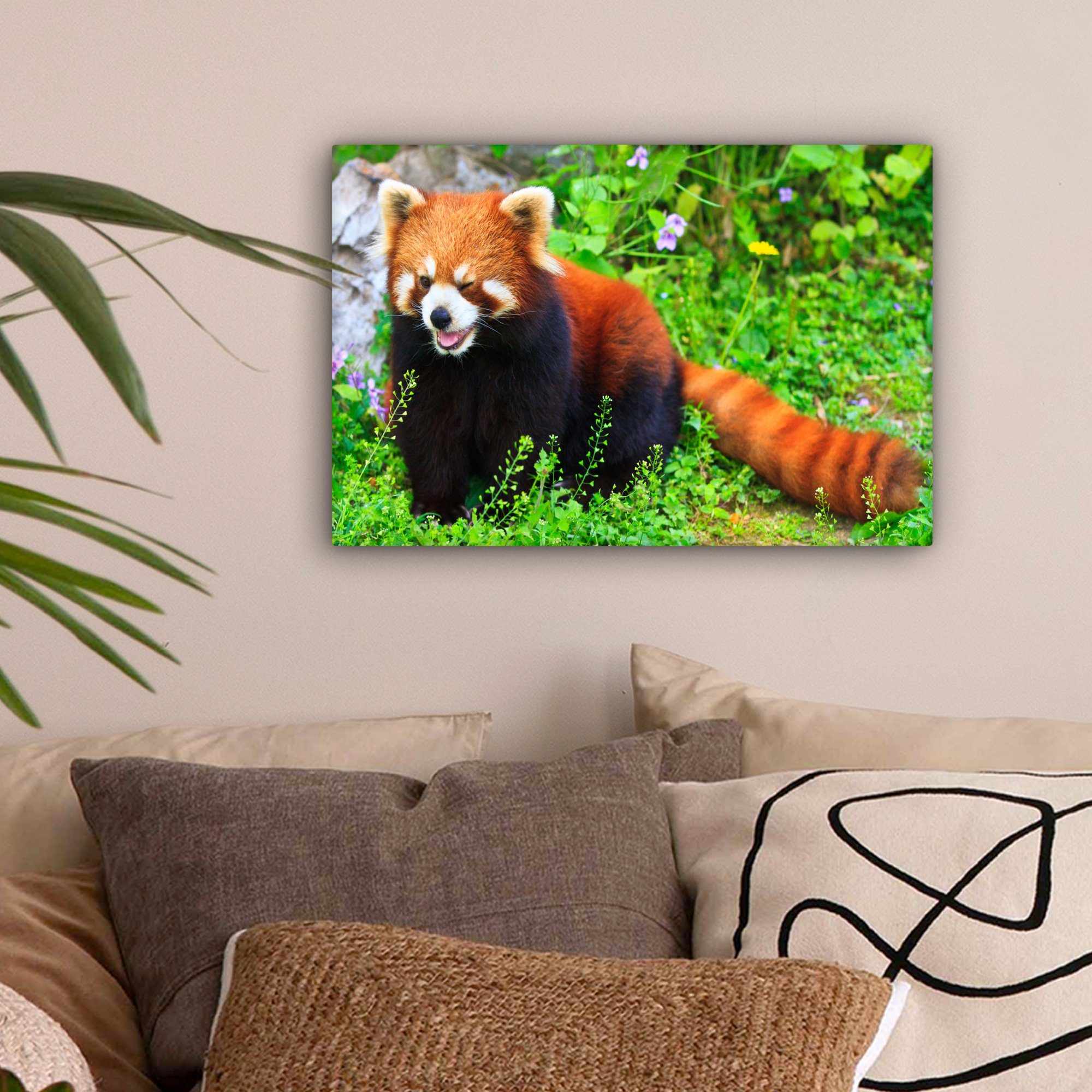 Gras, Panda - Leinwandbild cm Wanddeko, - 30x20 OneMillionCanvasses® Aufhängefertig, Roter (1 Leinwandbilder, St), Wandbild Grün