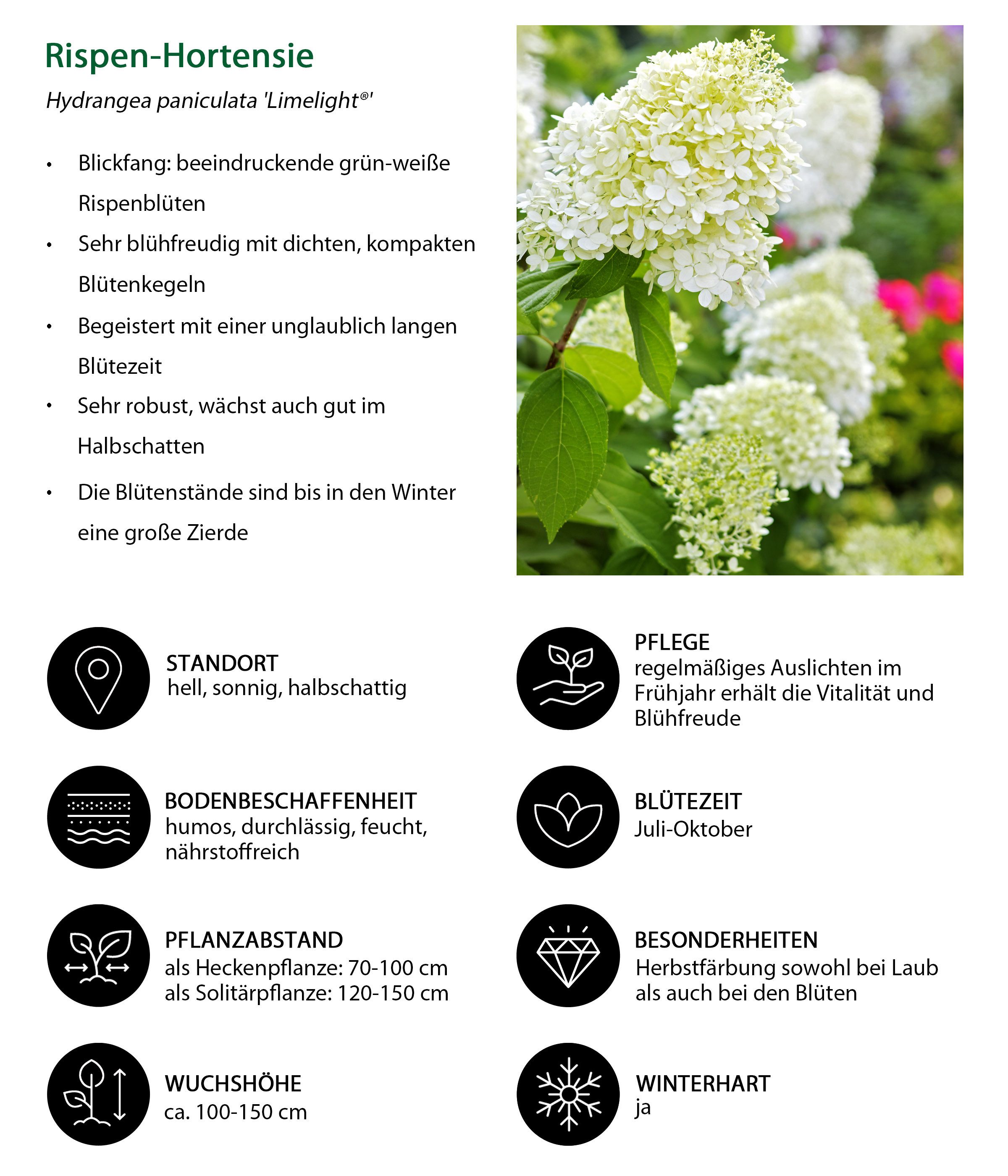 Dehner Zierstrauch Rispen-Hortensie Limelight®, Hydrangea paniculata, weiße Blüten, limettengrün im Austrieb, Herbst tiefrosa Blütenfärbung
