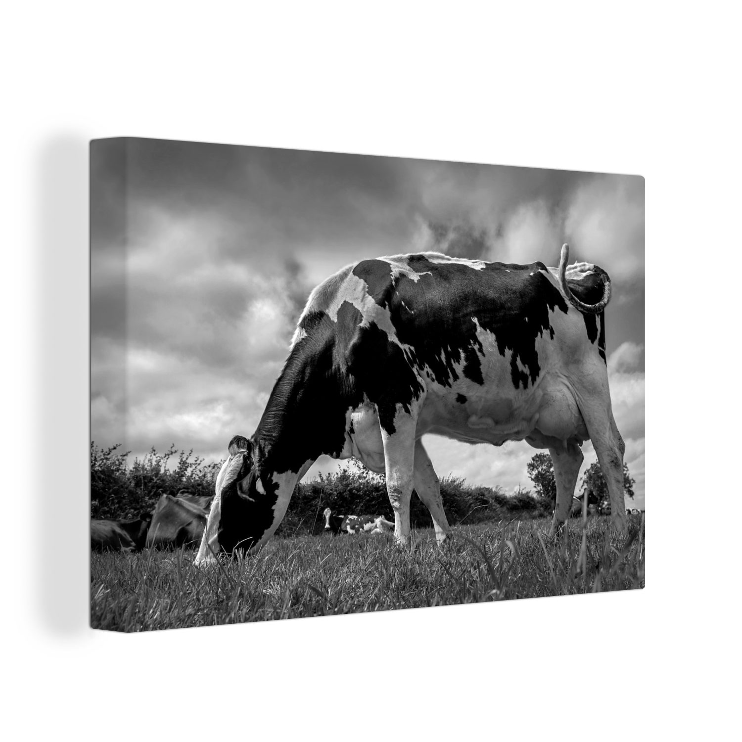 OneMillionCanvasses® Leinwandbild Eine Friesenkuh mit bunt dunklen Wandbild 30x20 schwarz - (1 weiß, Aufhängefertig, cm Leinwandbilder, Wolken ihr St), Wanddeko, und über