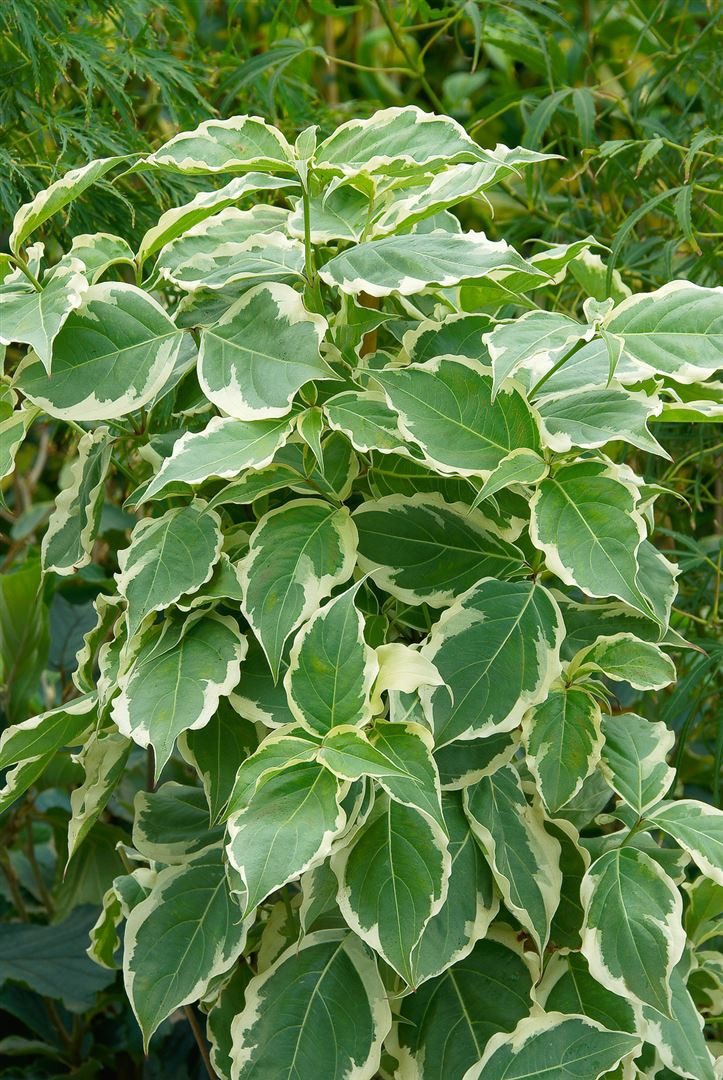 Pflanzen für Dich Gehölze Cornus kousa Celestial Shadow, 1 St., Japanischer Blumen-Hartriegel, Chinesischer Blumen-Hartriegel