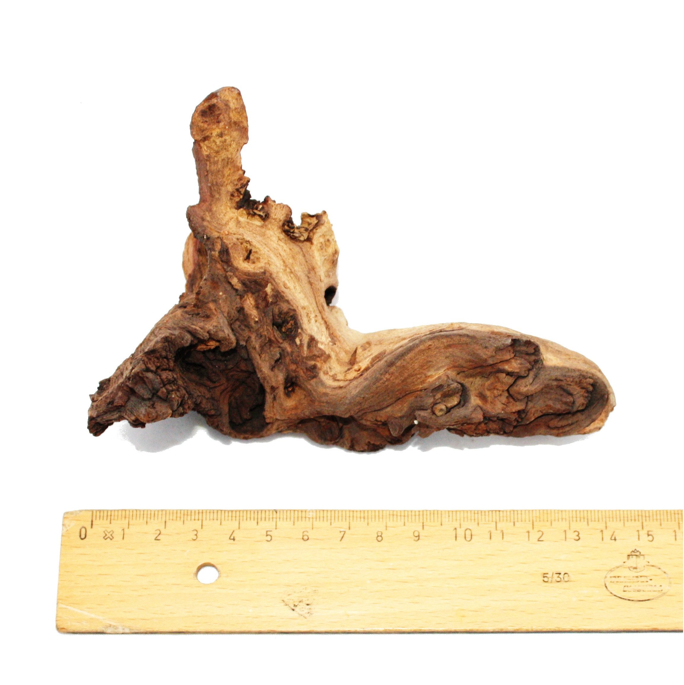 Exotenherz Zimmerpflanze Mopanie-Wurzel Gr. S 12-18 cm günstig online kaufen