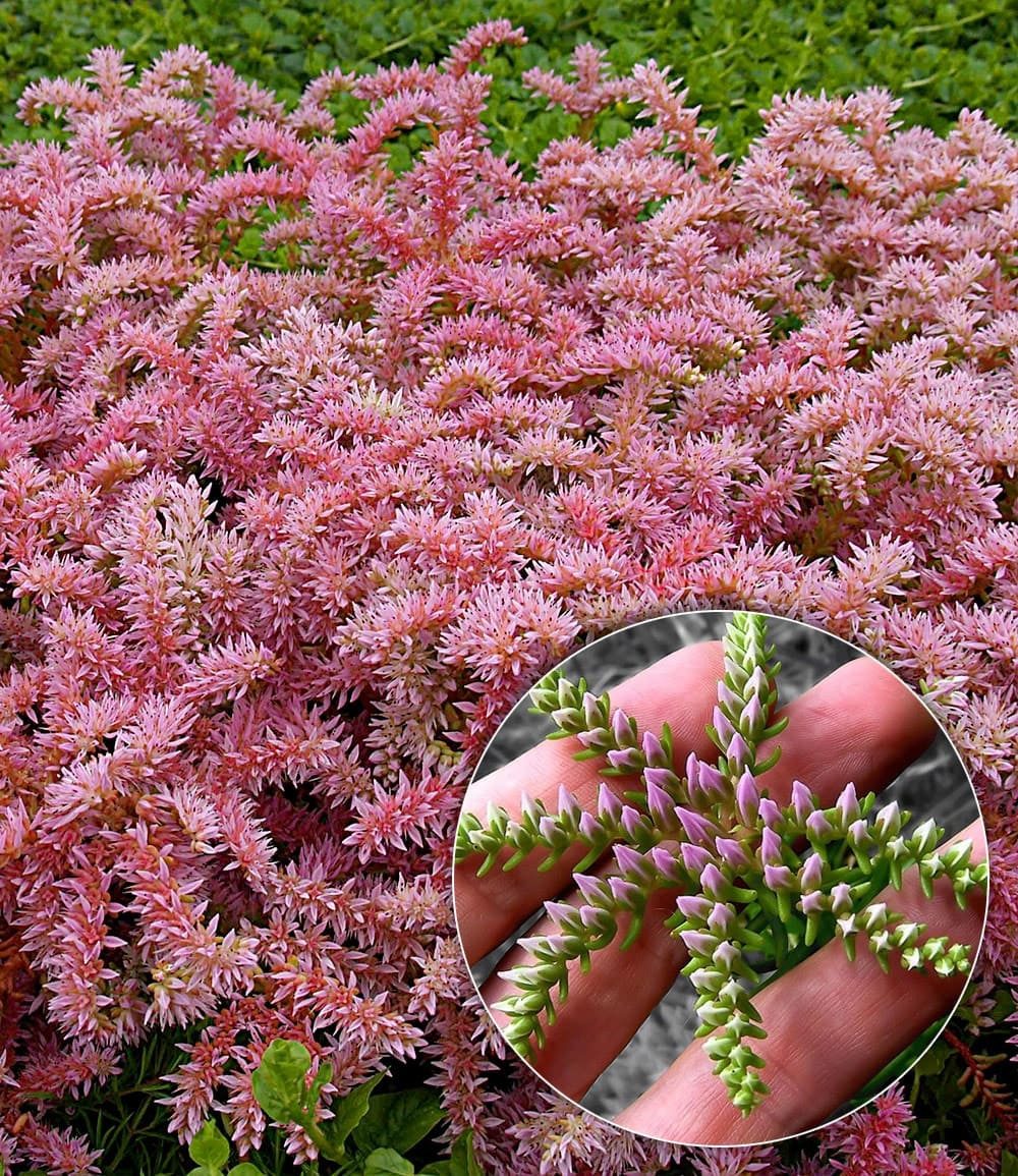 BALDUR Garten Bodendecker Seestern-Blume, 6 St., Bodendecker, winterhart, mehrjährig, pflegeleicht