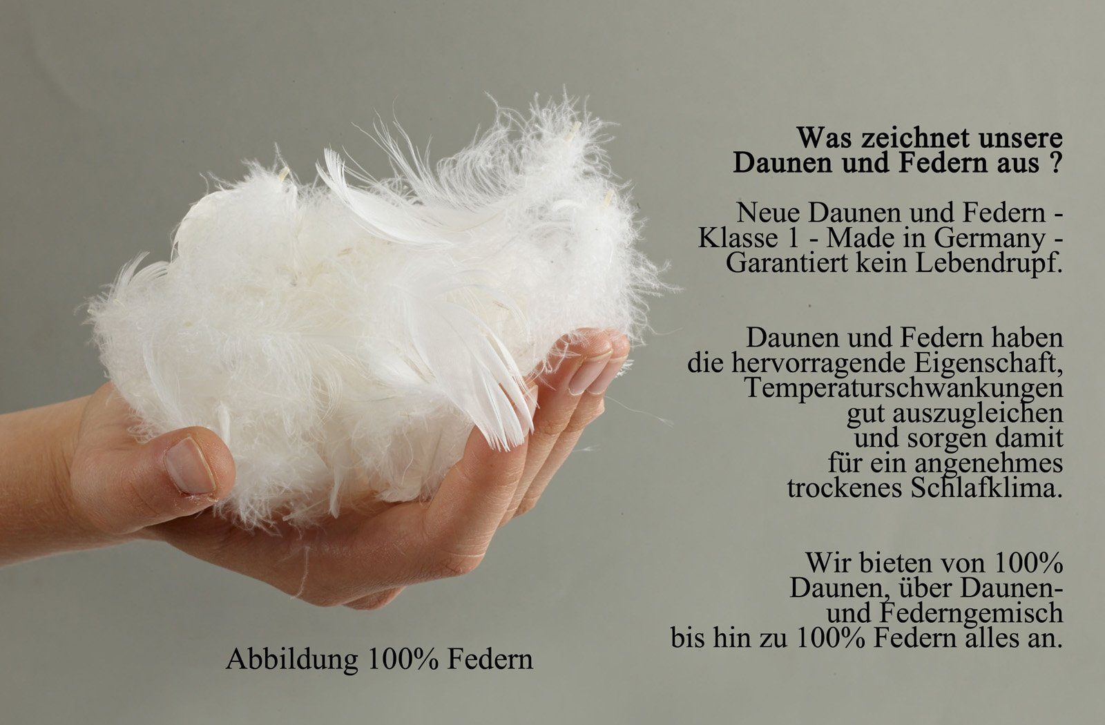 franknatur Gänsefederkopfkissen Claudia, Füllung: 100% Gänsefedern, Bezug: günstig online kaufen