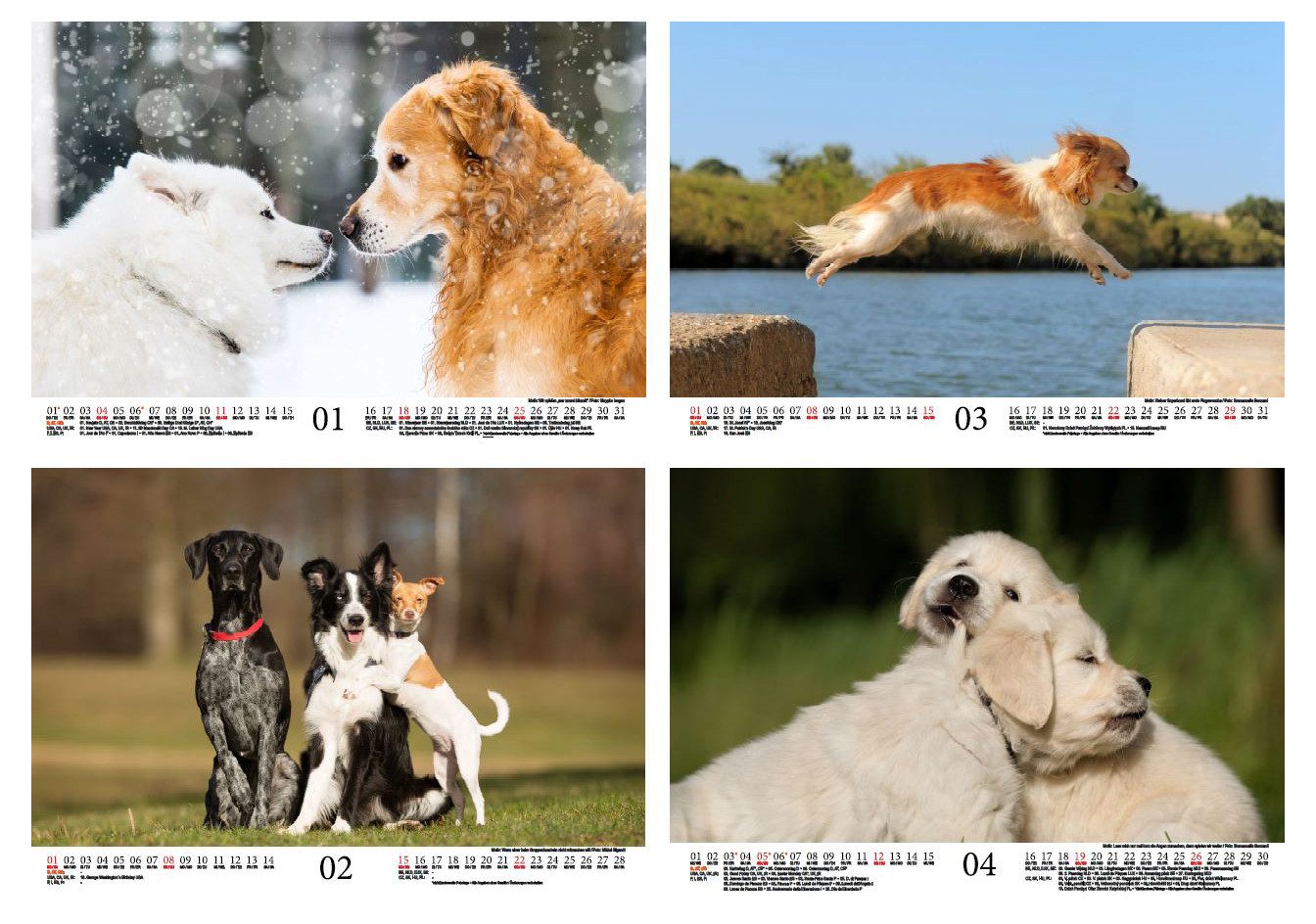 Seelenzauber Wandkalender Tierzauber Lustige Hunde DIN A4 Kalender für 2026 Welpen