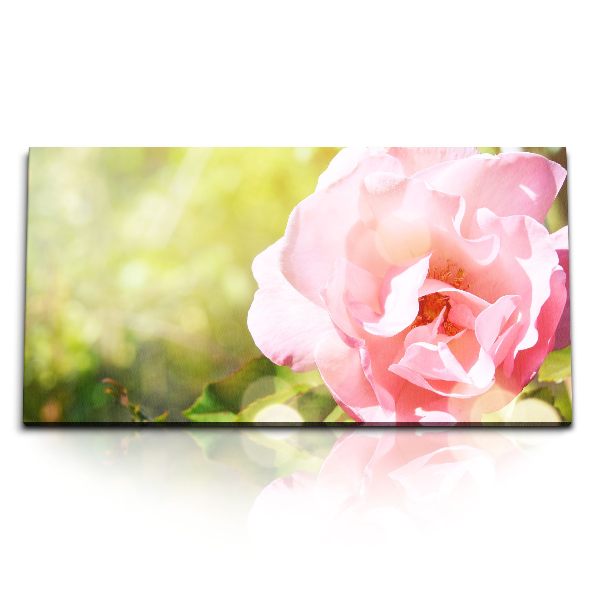 Leinwandbild Kunstdruck Bilder 120x60cm Rosa Blume Sommer Natur Blüte Grün Sonnensc