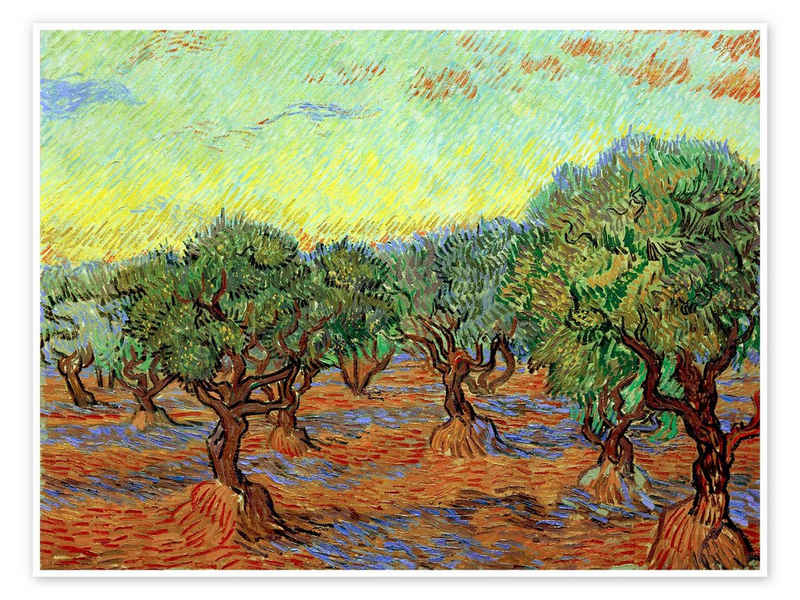Posterlounge Poster Vincent van Gogh, Olivenhain II, Wohnzimmer Mediterran Malerei