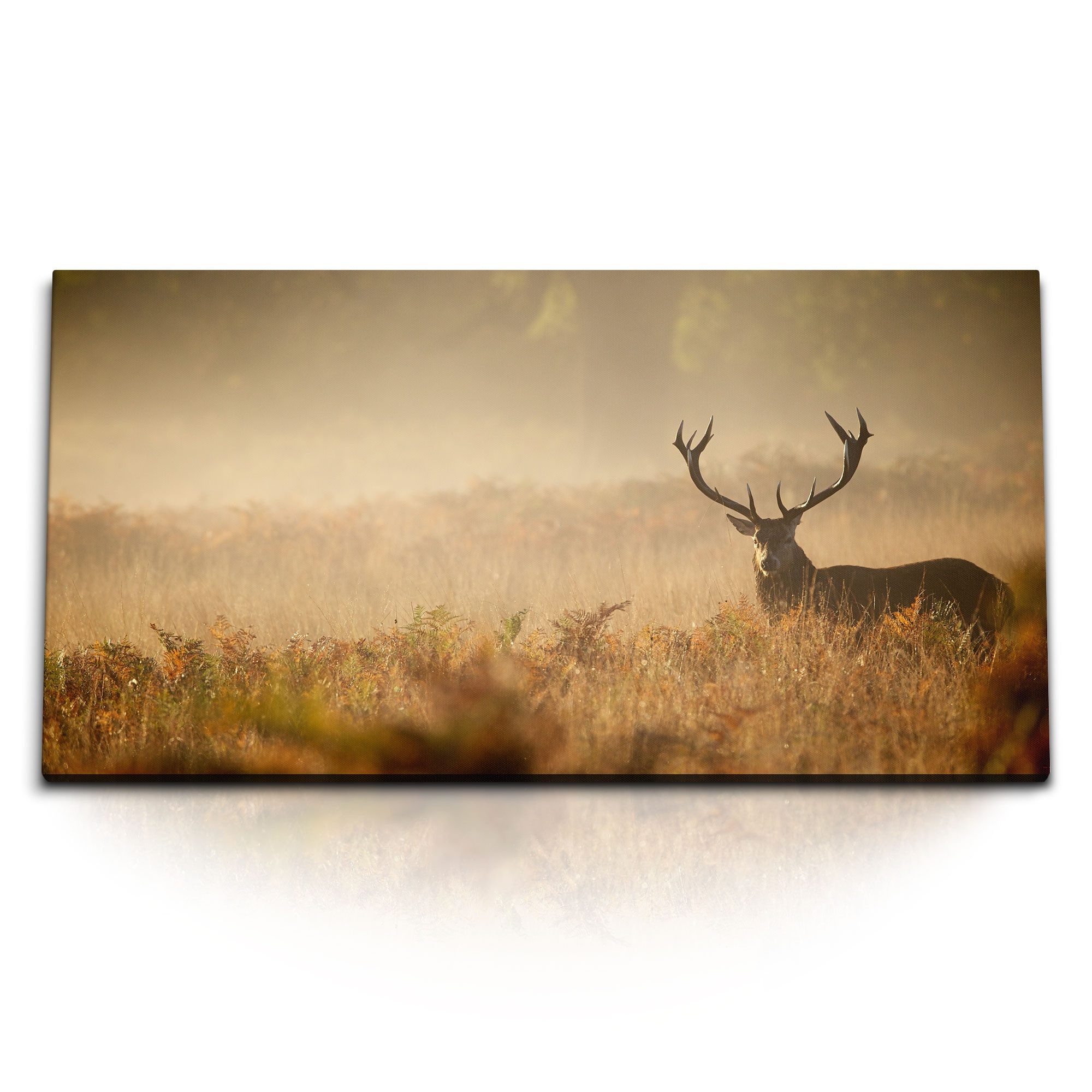 Leinwandbild Kunstdruck Bilder 120x60cm Hirsch Tierfotografie Grasland Natur Hirsch