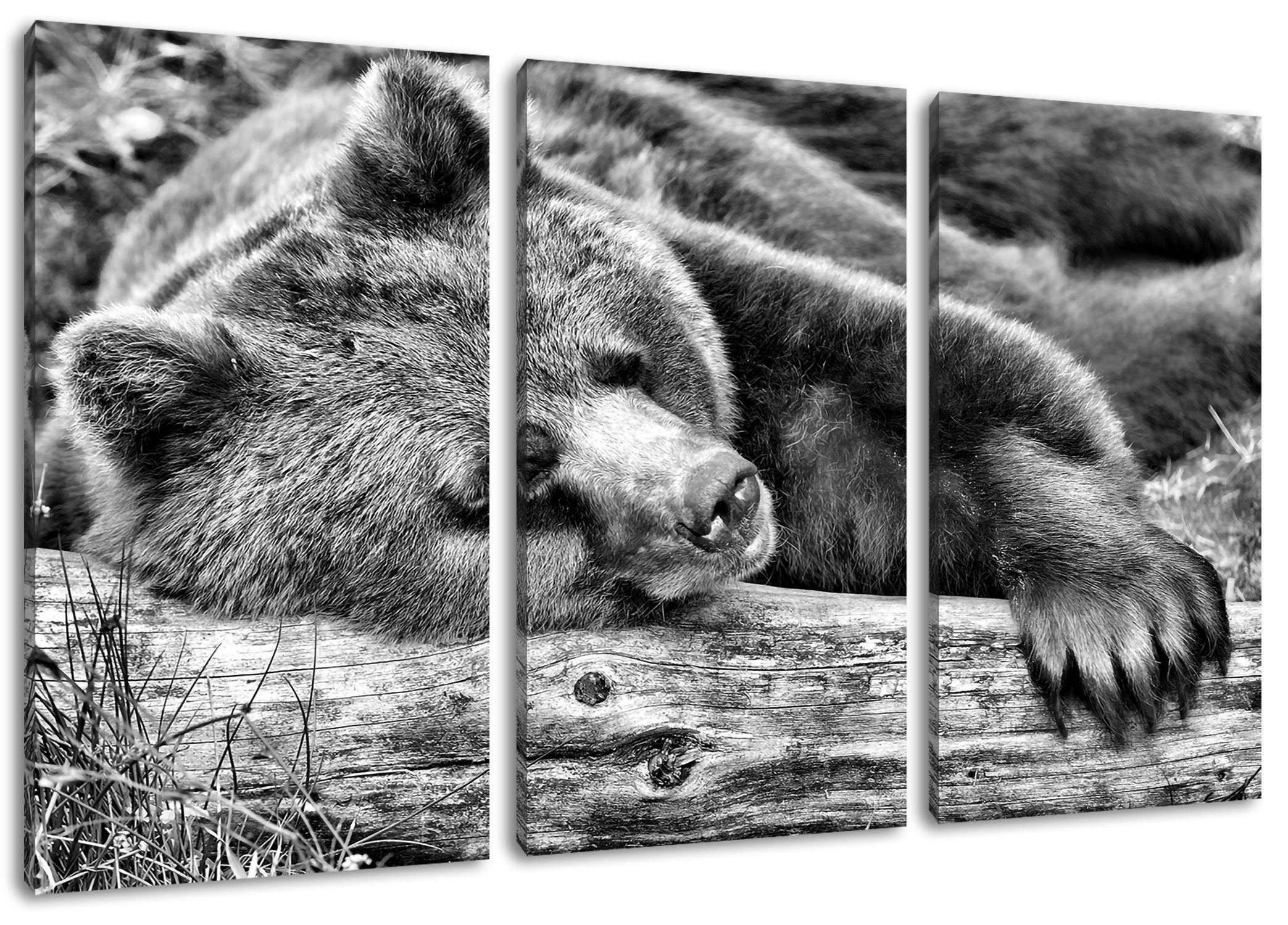 Pixxprint Leinwandbild Bär schläft auf Baumstamm, Bär schläft auf Baumstamm 3Teiler (120x80cm) (1 St), Leinwandbild fertig bespannt, inkl. Zackenaufhänger