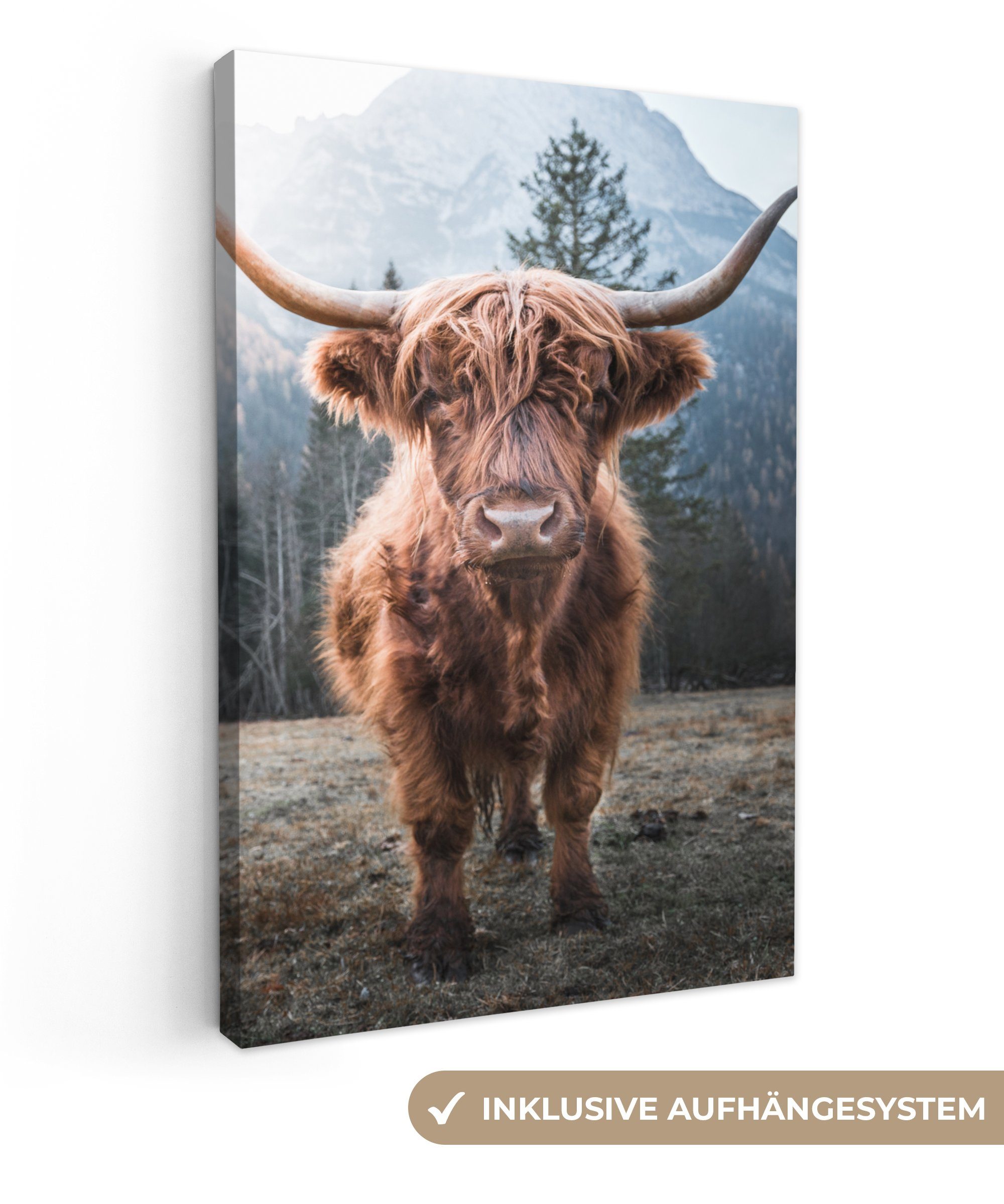 OneMillionCanvasses® Leinwandbild Schottischer Hochländer - Kuh - Tiere - B günstig online kaufen
