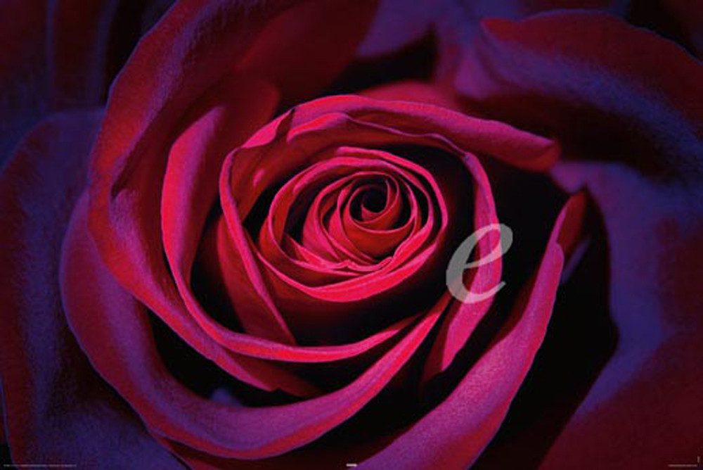 Poster Flowers - Плакат - Dark Purple Rose