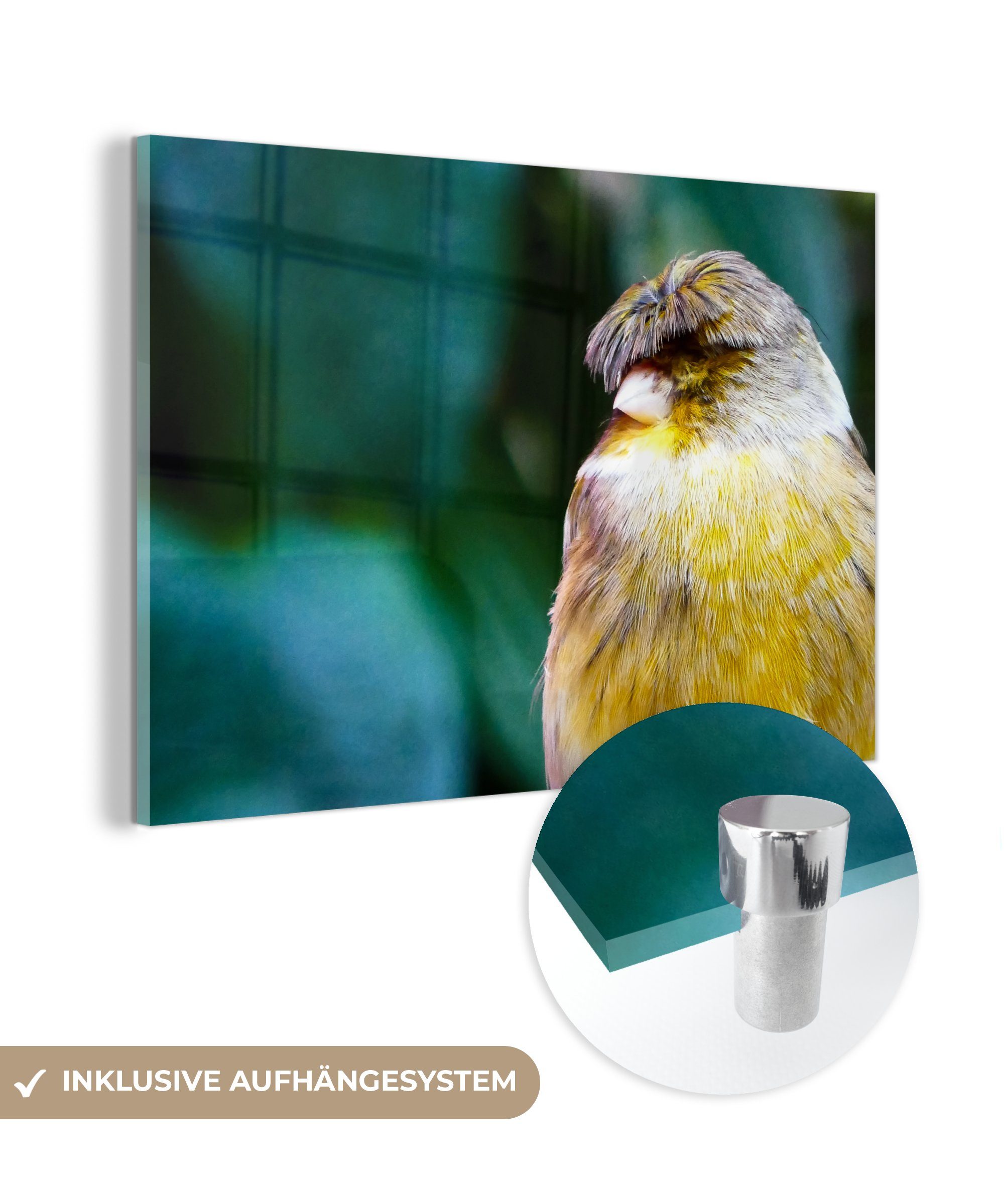 MuchoWow Acrylglasbild Nahaufnahme eines gelben Kanarienvogels, (1 St), Acrylglasbilder Wohnzimmer & Schlafzimmer