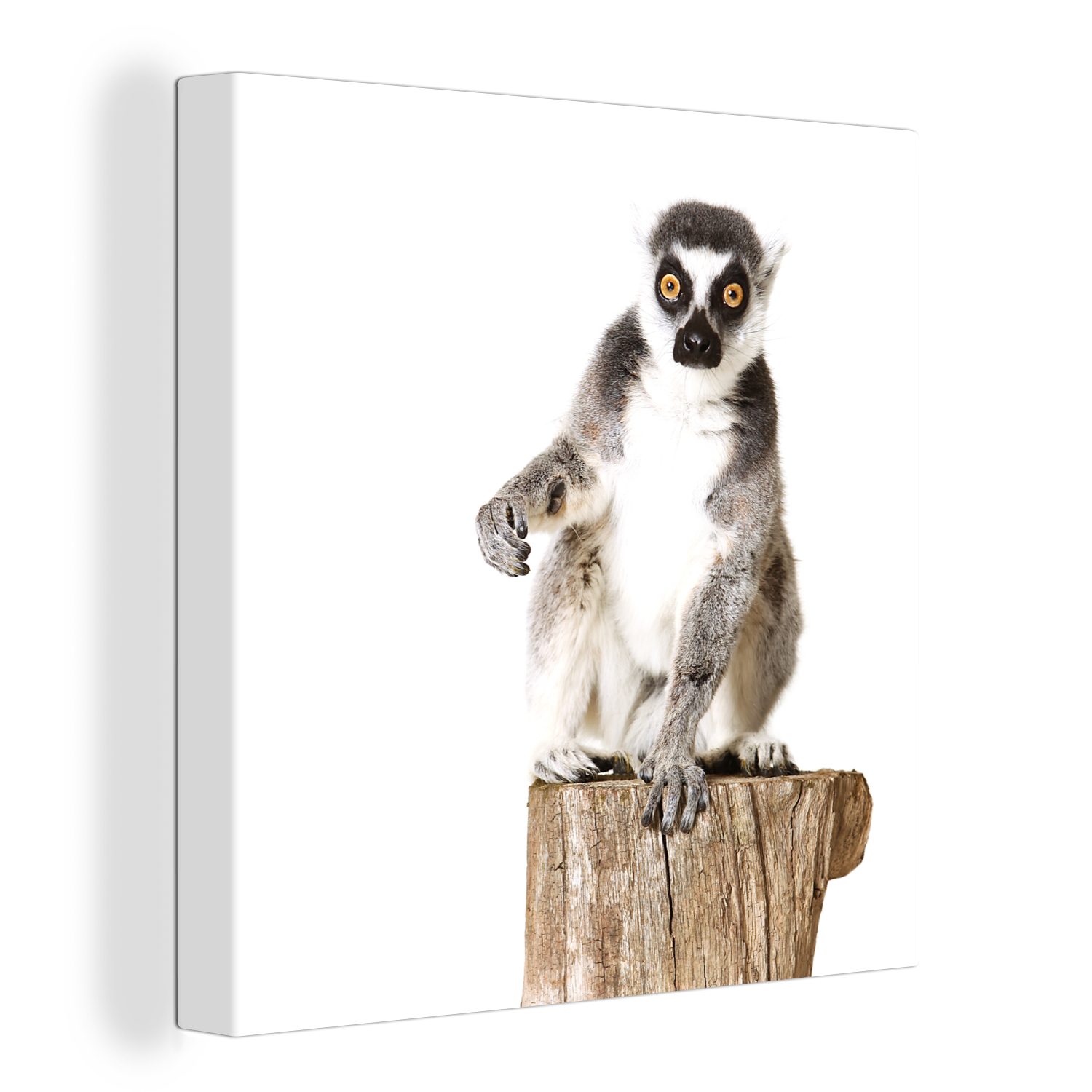 OneMillionCanvasses® Leinwandbild Baum - Affe - Ringelschwanzlemur, (1 St), Leinwand Bilder für Wohnzimmer Schlafzimmer