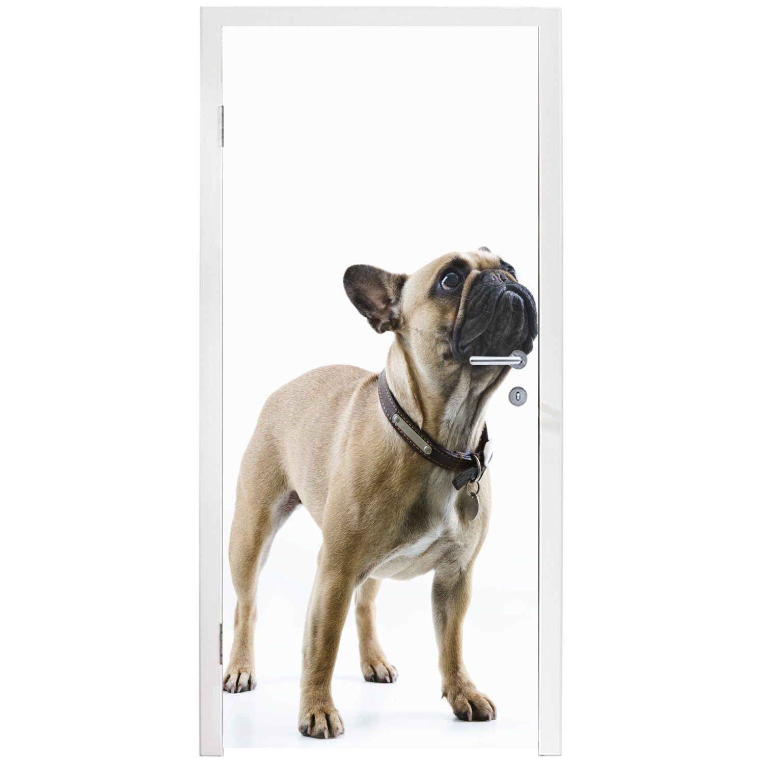Tür, St), Türaufkleber, bedruckt, Bulldogge Matt, Braun, cm Türtapete Französische Fototapete - - für MuchoWow 75x205 Halsband (1