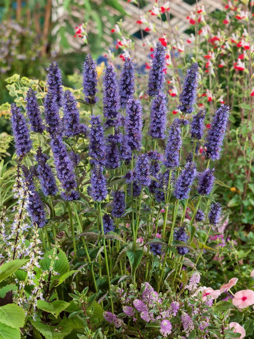 Pflanzen für Dich Staude Agastache rugosa Black Adder, 1 St., Koreanische Minze, Anisysop
