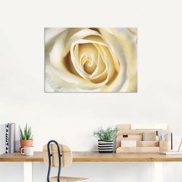 Artland Wandbild Weiße Rose, Blumen (1 St), als Alubild, Outdoorbild, Leinwandbild in verschied. Größen