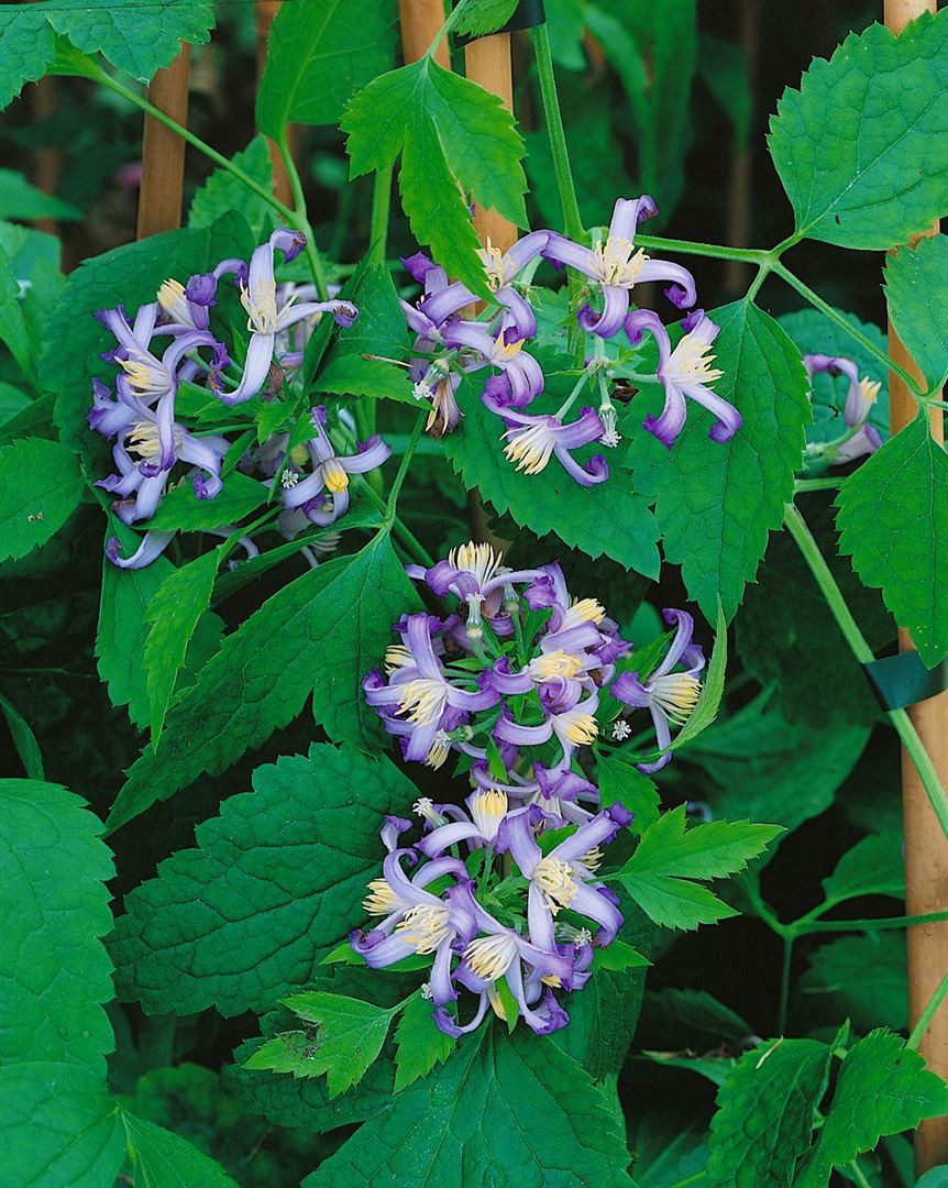 Pflanzen für Dich Kletterpflanze Clematis heracleifolia, 1 St., Riesen-Waldrebe, Herkules-Waldrebe, blauviolett, duftend