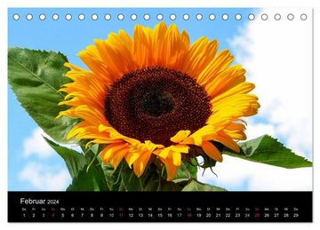 CALVENDO Wandkalender Sonnenblumen (Tischkalender 2024 DIN A5 quer), CALVENDO Monatskalender