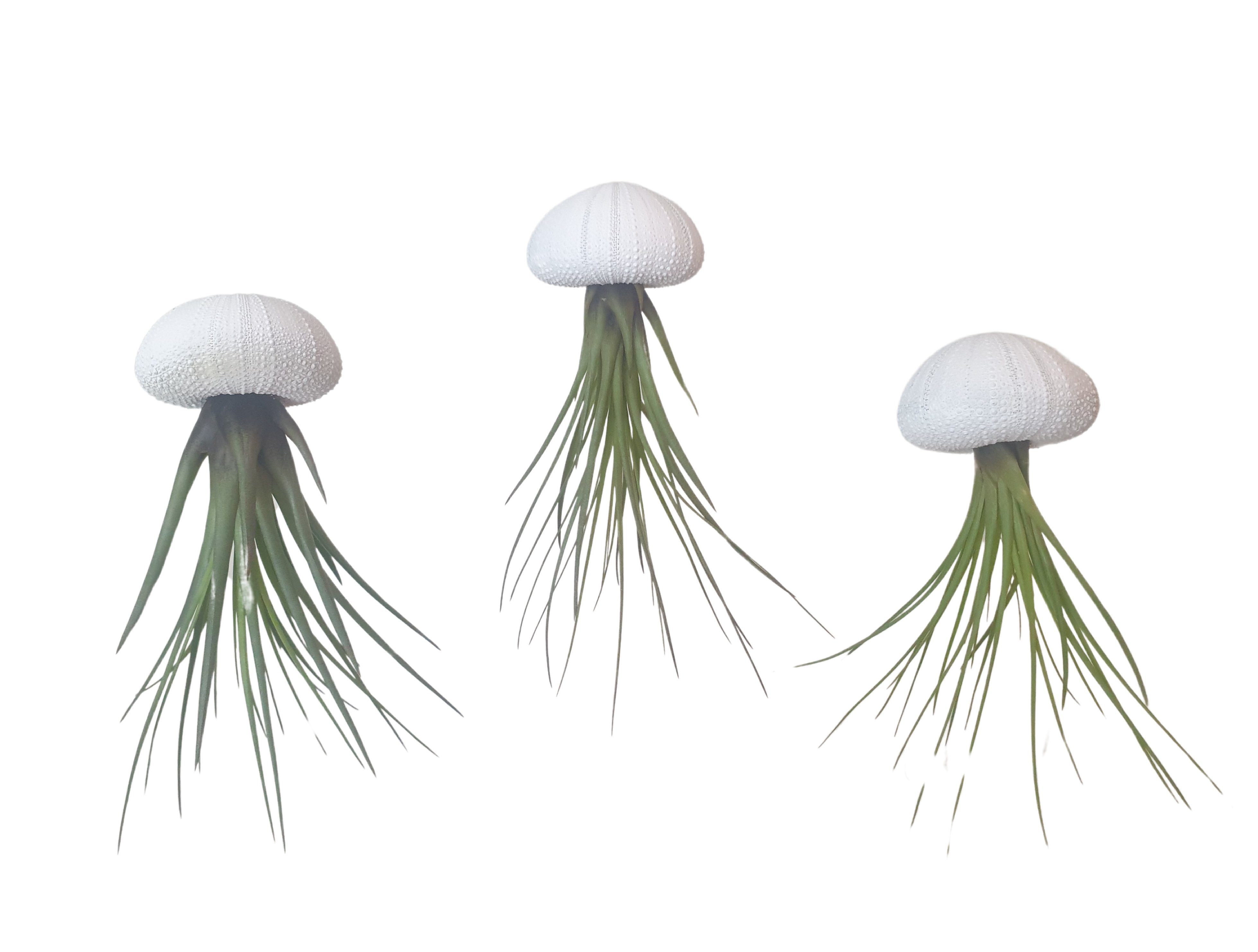 Hängedekoration 3er Set Seeigelgehäuse Urchin weiß mit Tillandsie Melanocrator