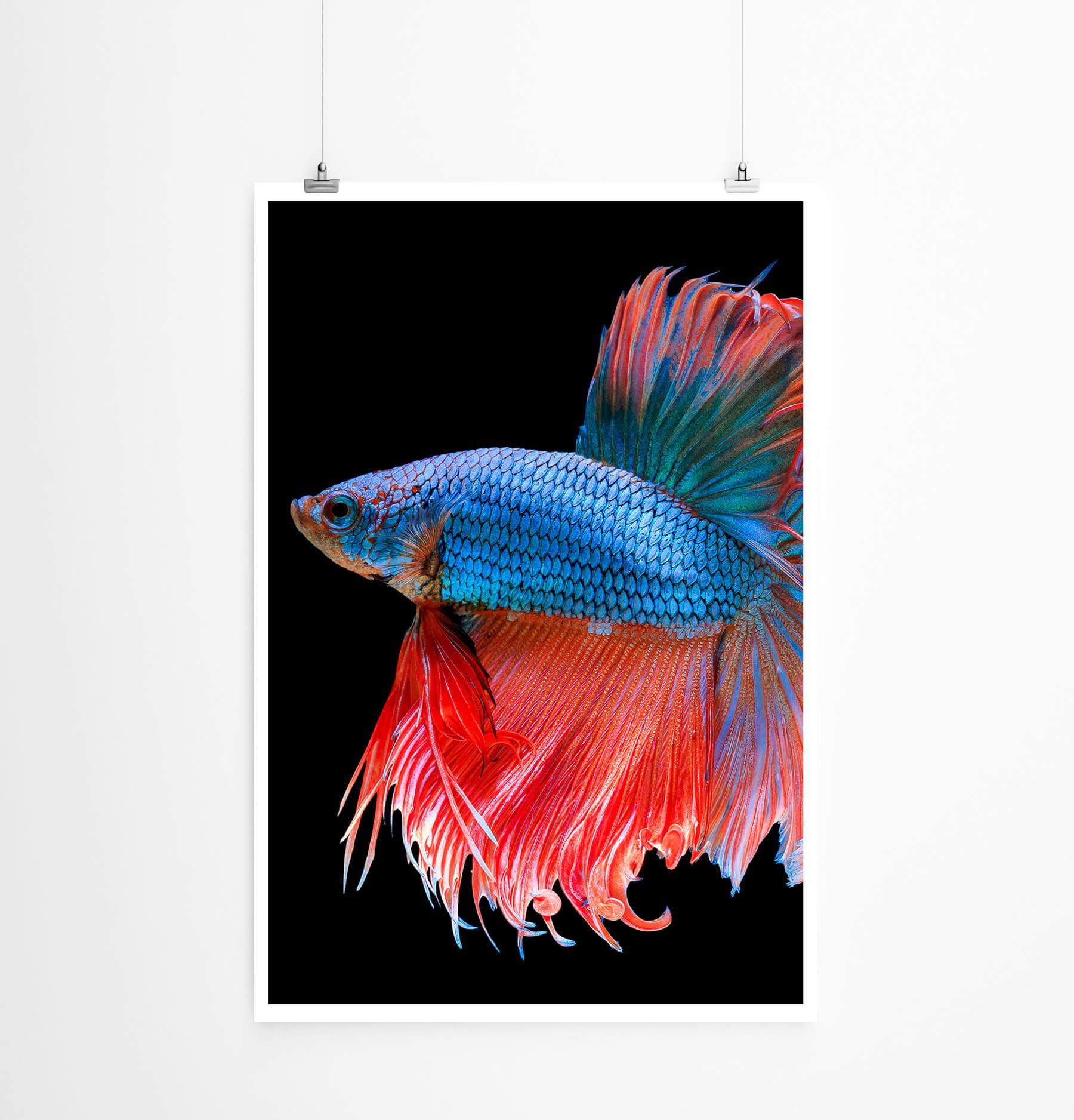 Sinus Art Poster Blau roter siamesischer Kampffisch 60x90cm Poster