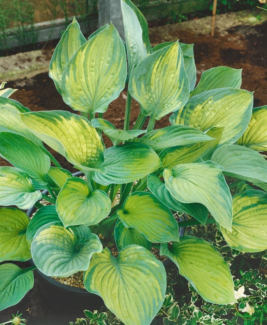 Pflanzen für Dich Staude Hosta fortunei Sharmon, 1 St., Funkie
