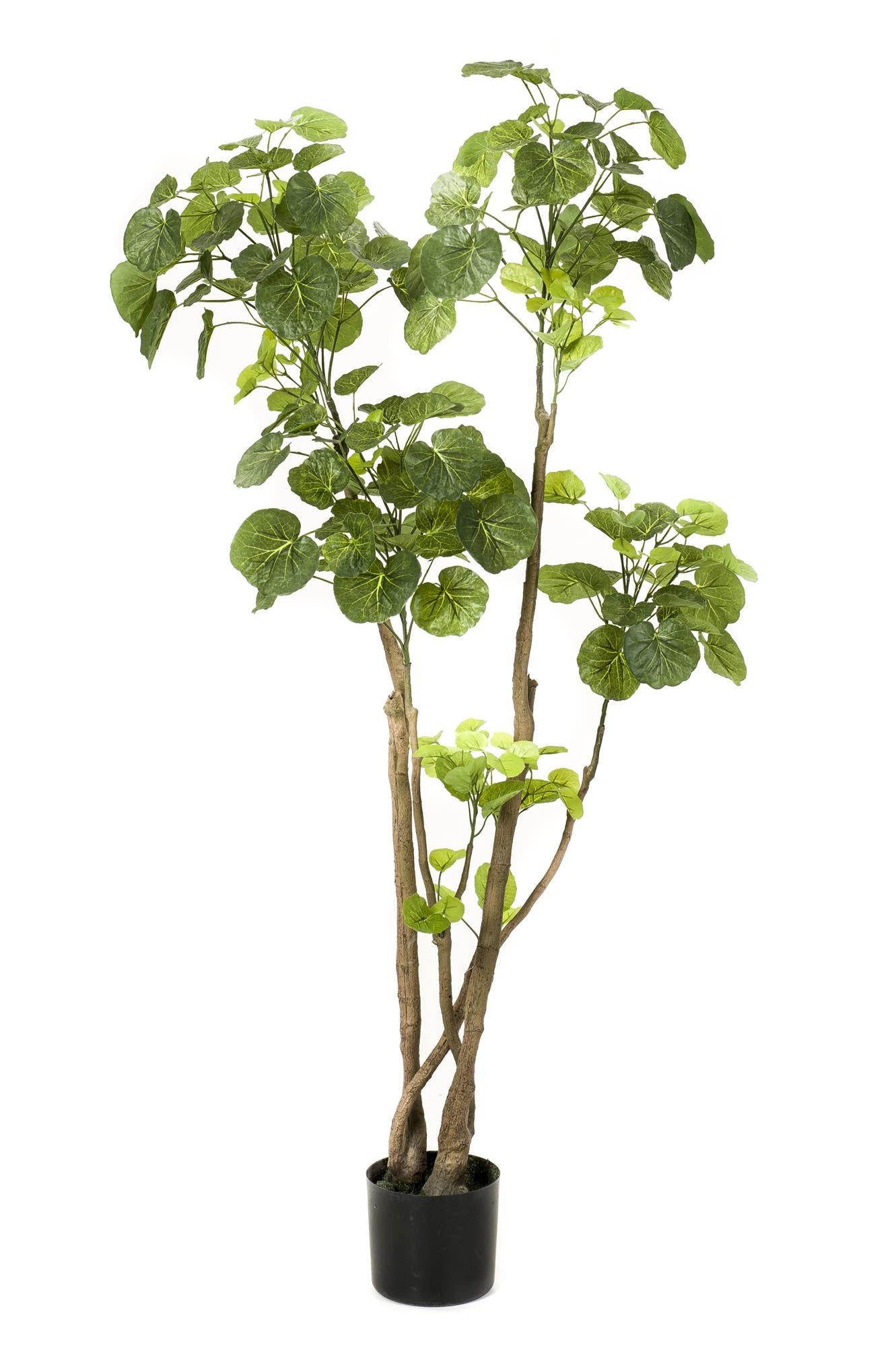 Kunstpflanze Kunstpflanze – Polyscias – Aralie – 135 cm – Topf 30 cm Kunstpflanze, Florora, Höhe 135 cm, Täuschend echt, Mit Einsatztopf