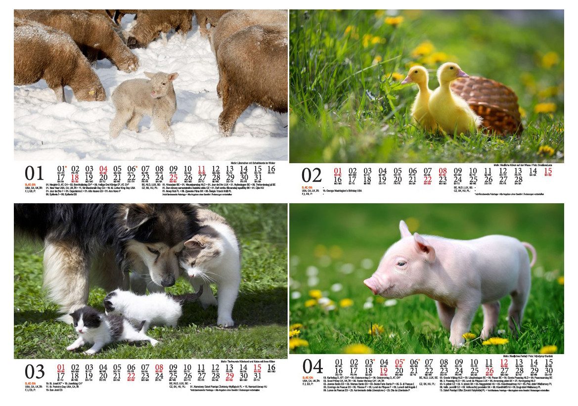 Seelenzauber Tischkalender Tierkinder Bauernhof DIN A5 Tischkalender für 2026 Tiere Bauernhof