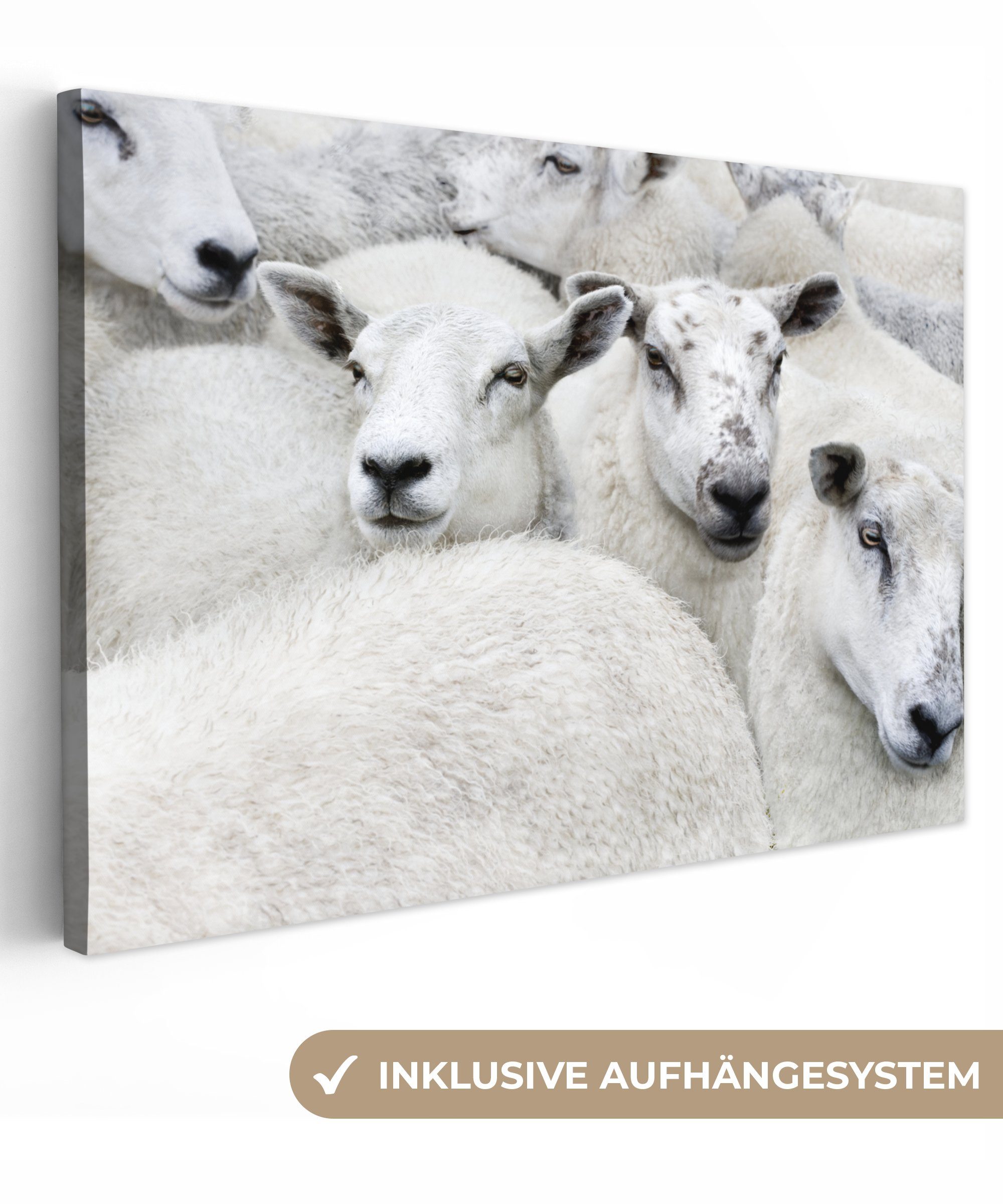 OneMillionCanvasses® Leinwandbild Schafe - Tiere - Bauernhof, (1 St), Wandbild Leinwandbilder, Aufhängefertig, Wanddeko, 30x20 cm