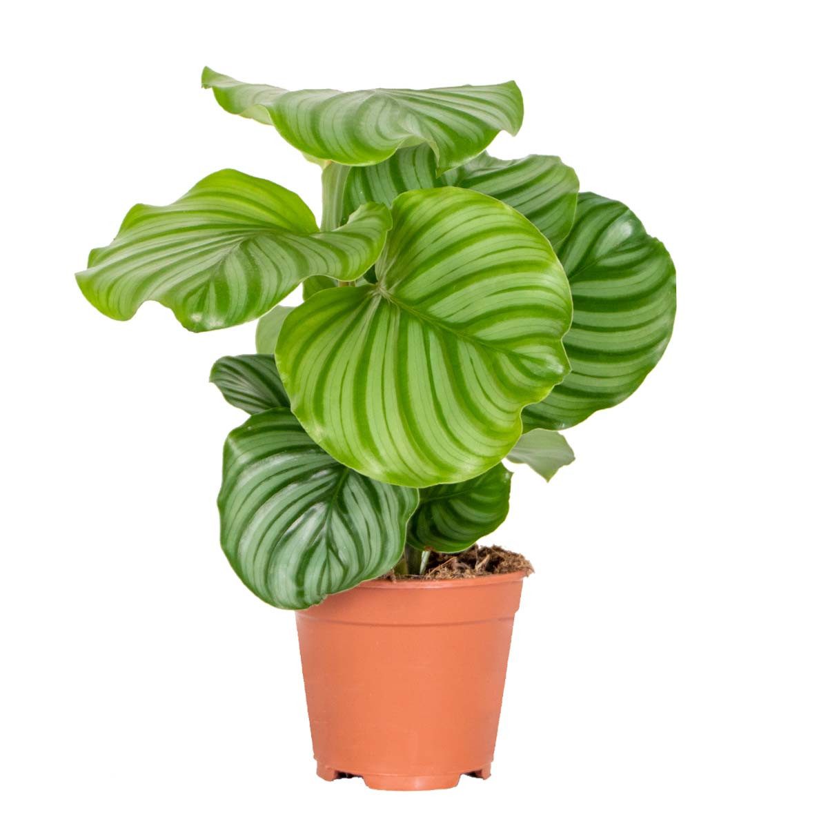 Bloomique Zimmerpflanze Bloomique - Calathea Orbifolia - Korbmarante -Zimmerpflanzen - Pflegel, 1 St.