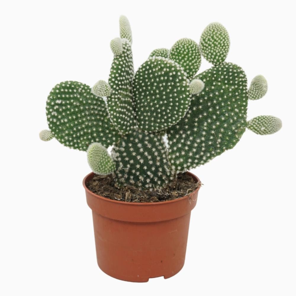 Kaktus Opuntia microdasys Albispina Feigenkaktus