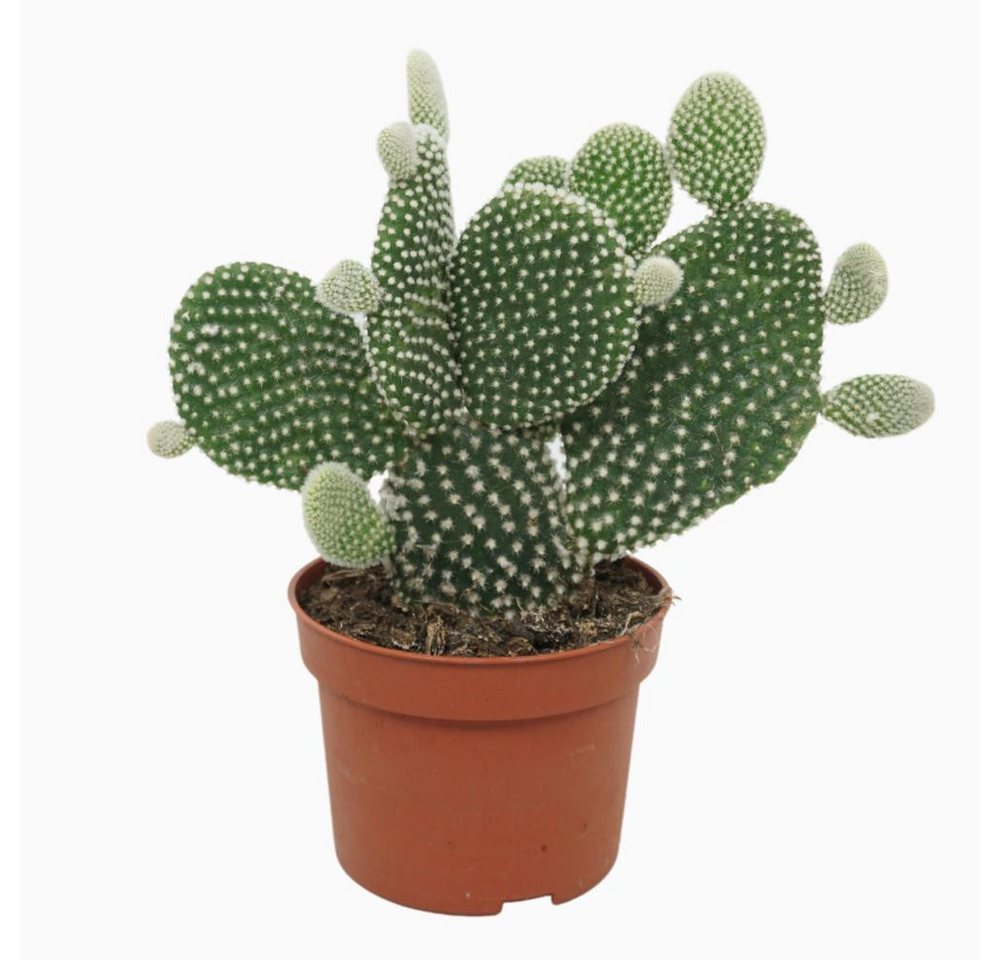 meinvipshop Kaktus Opuntia microdasys Albispina Feigenkaktus
