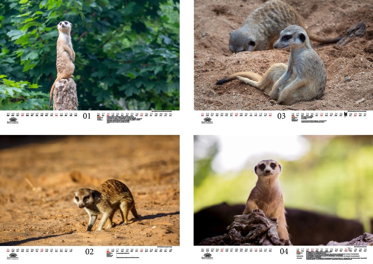 Thumbnail - Seelenzauber Wandkalender Erdmännchenzauber DIN A3 Kalender 2026 Erdmännchen Seelenzauber